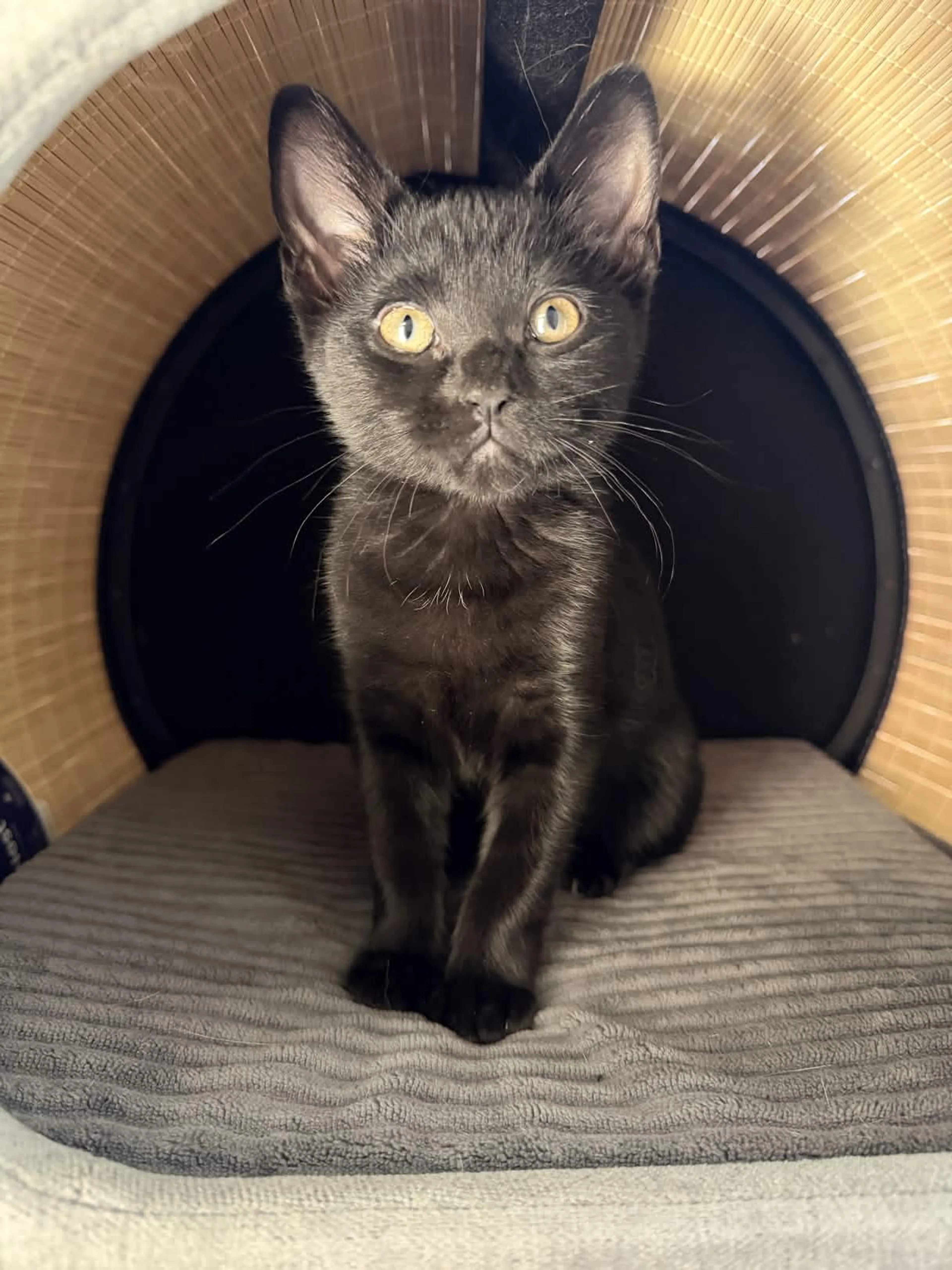 Found pet-4