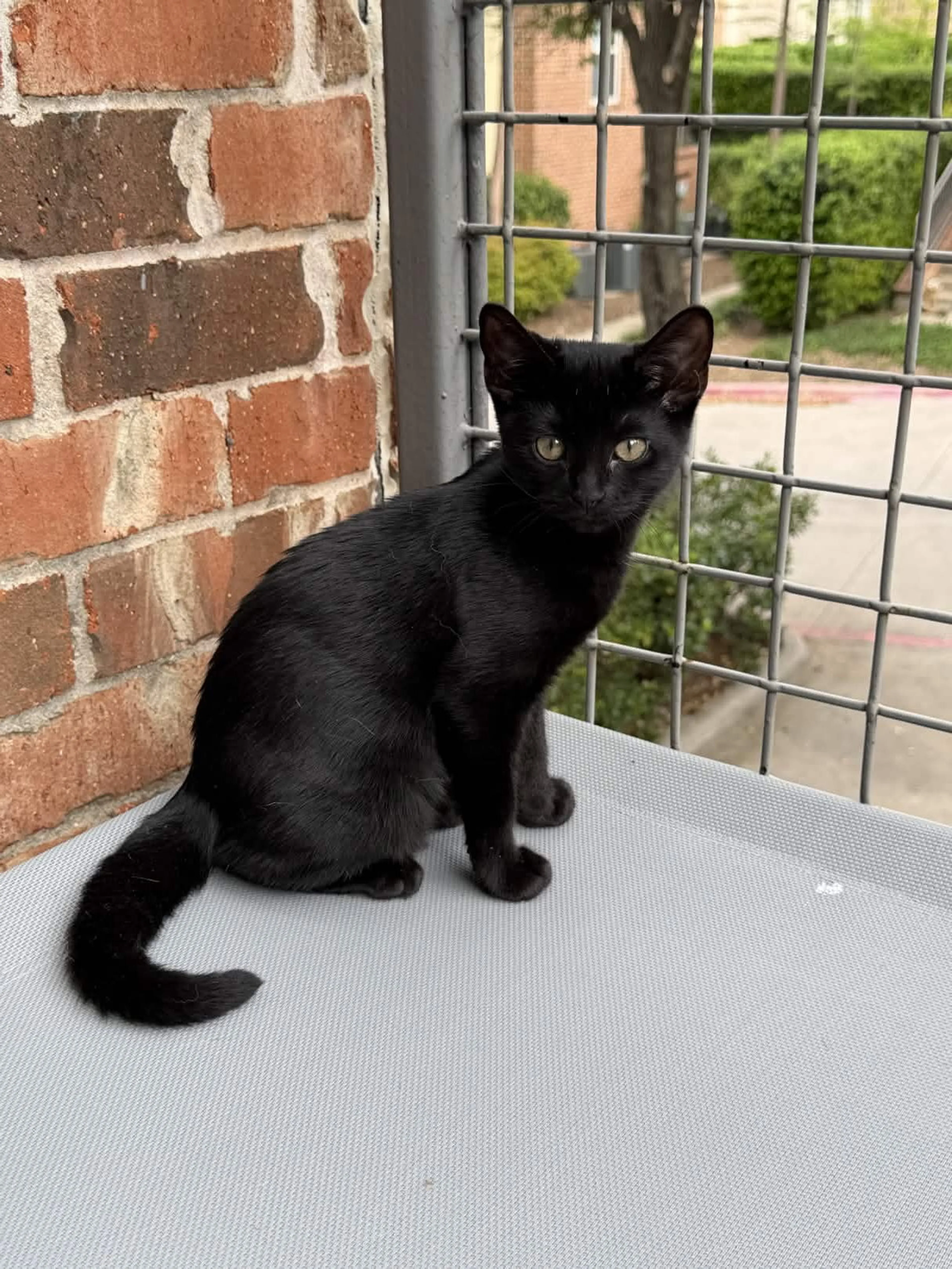Found pet-1