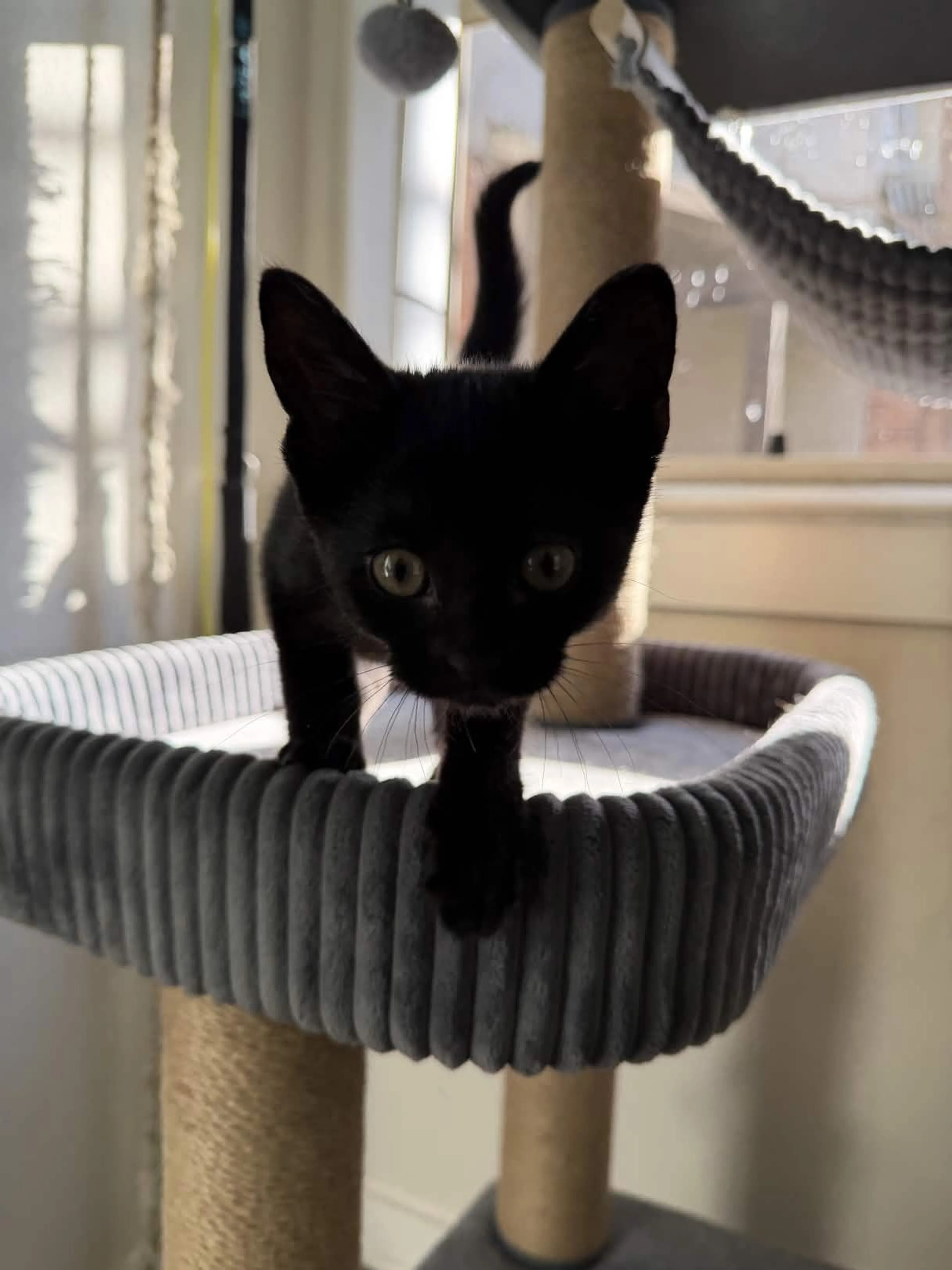 Found pet-2