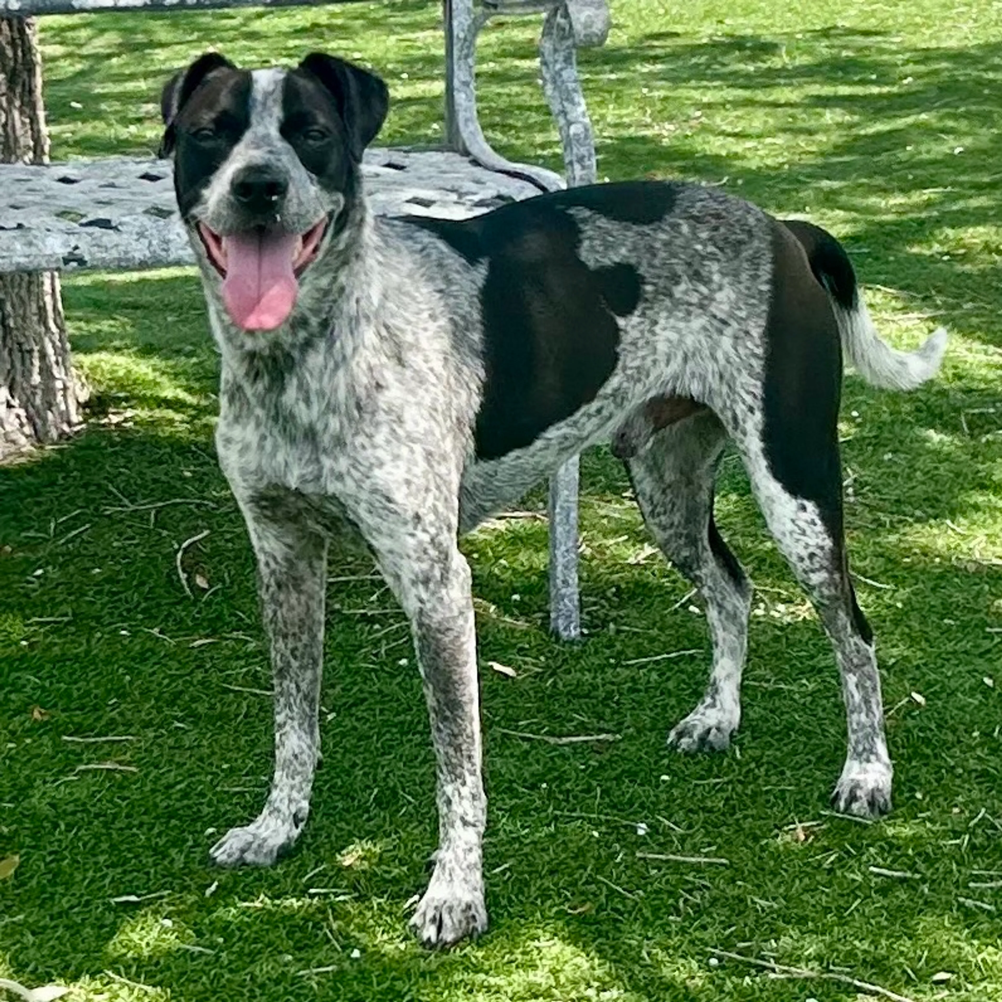 Found pet-5