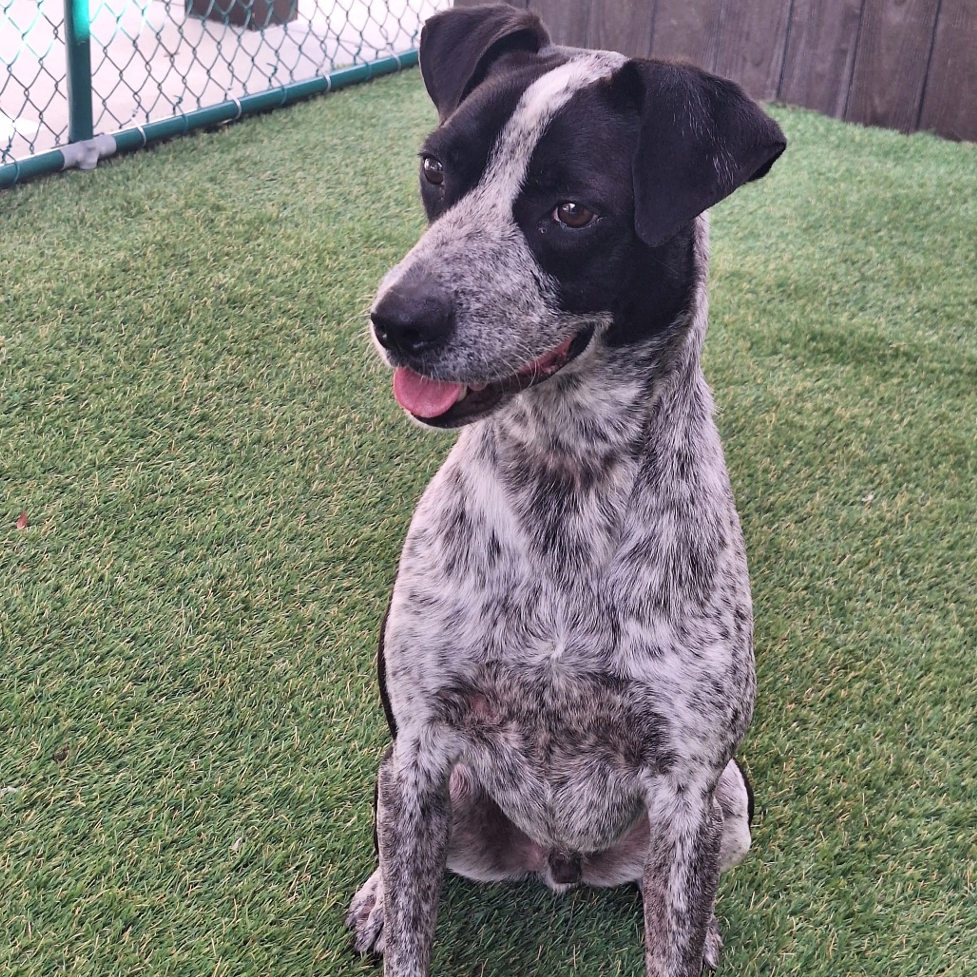 Found pet-1