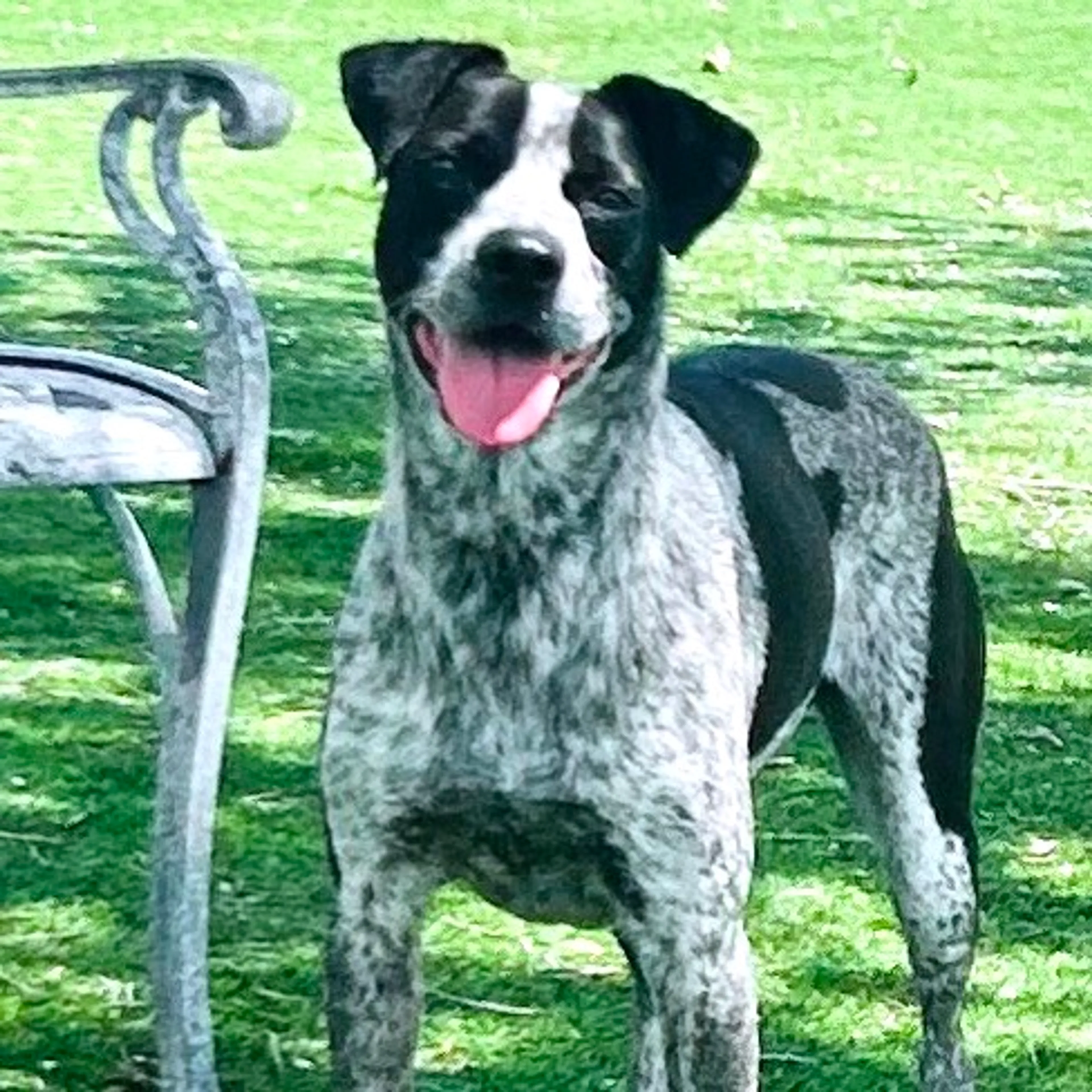 Found pet-4