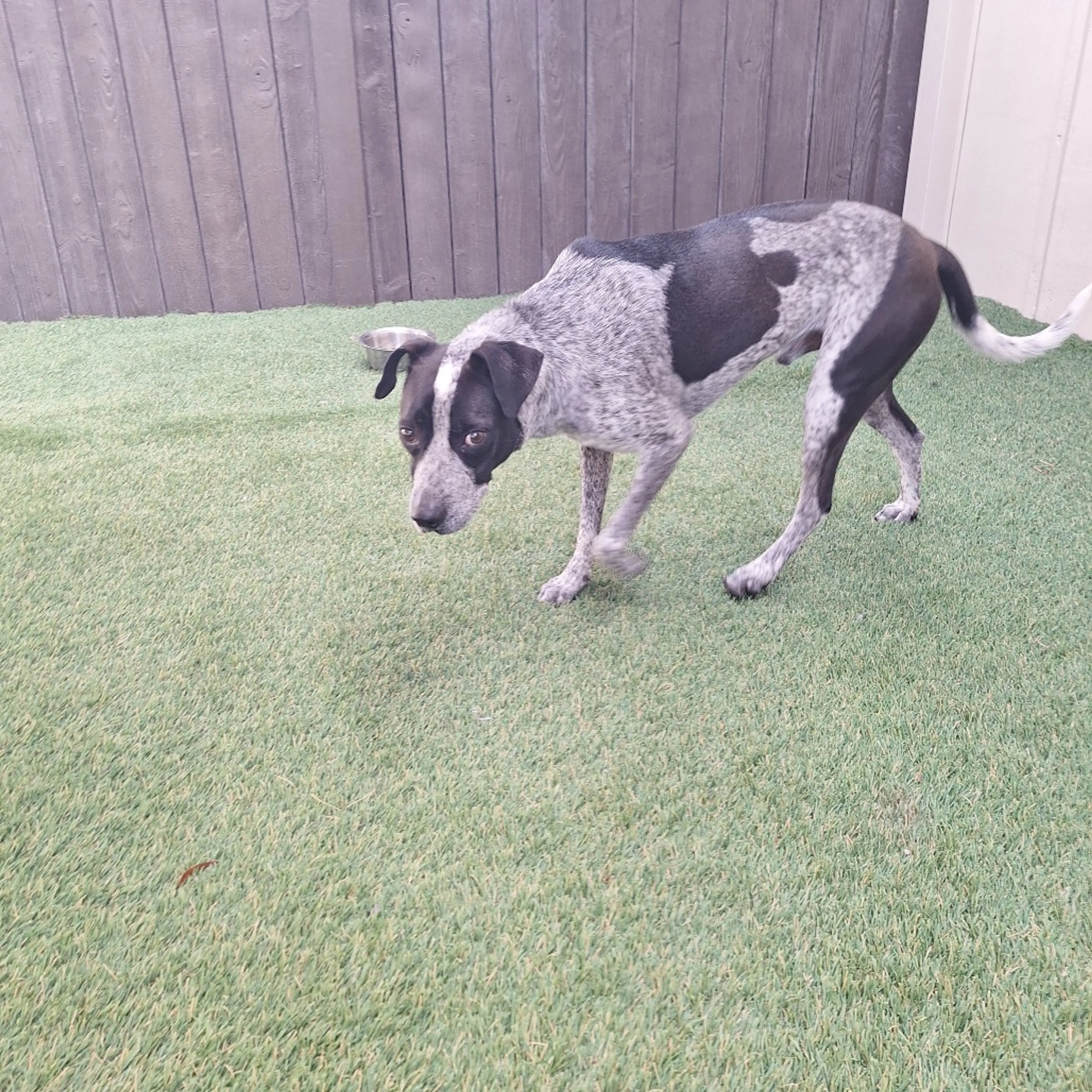 Found pet-2