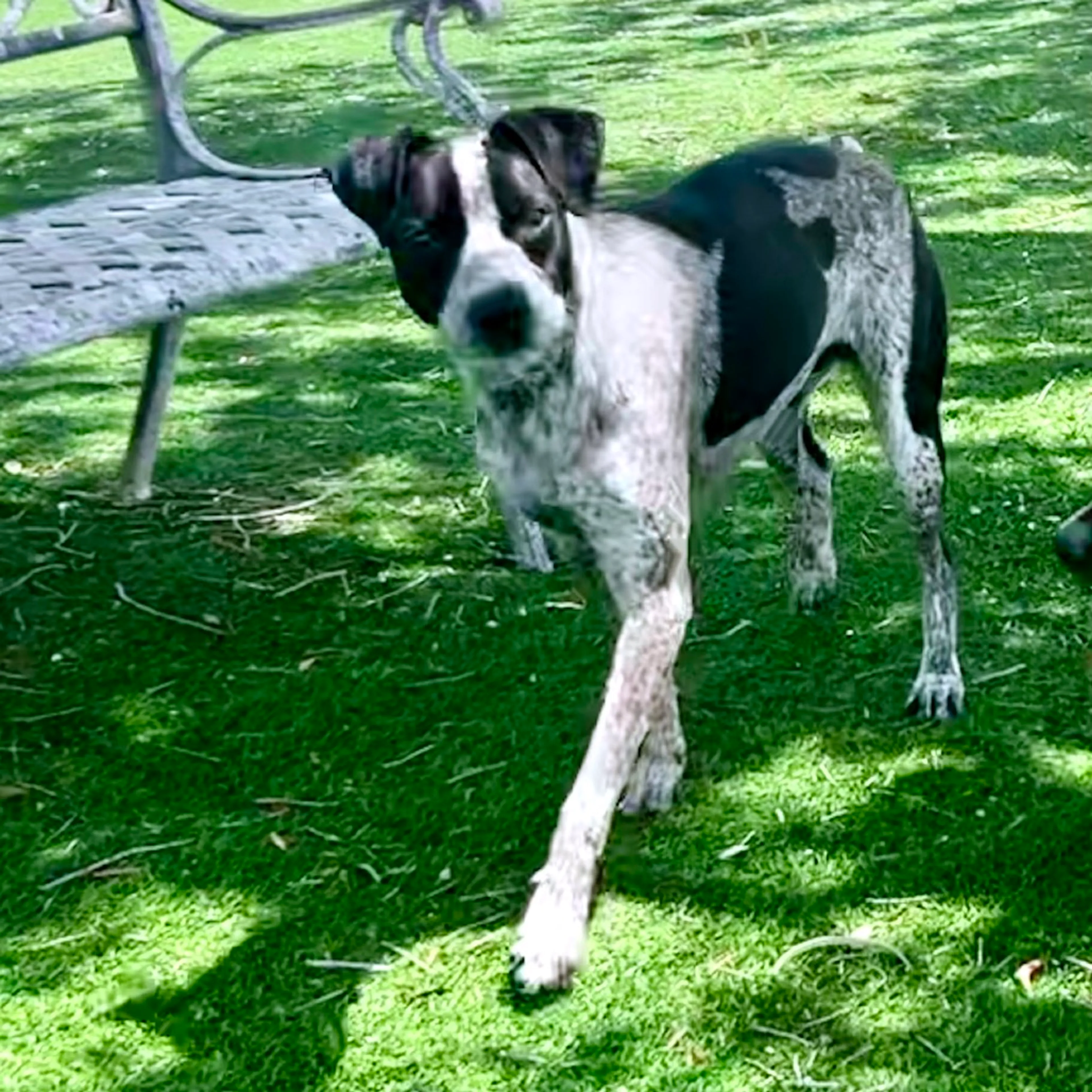 Found pet-3