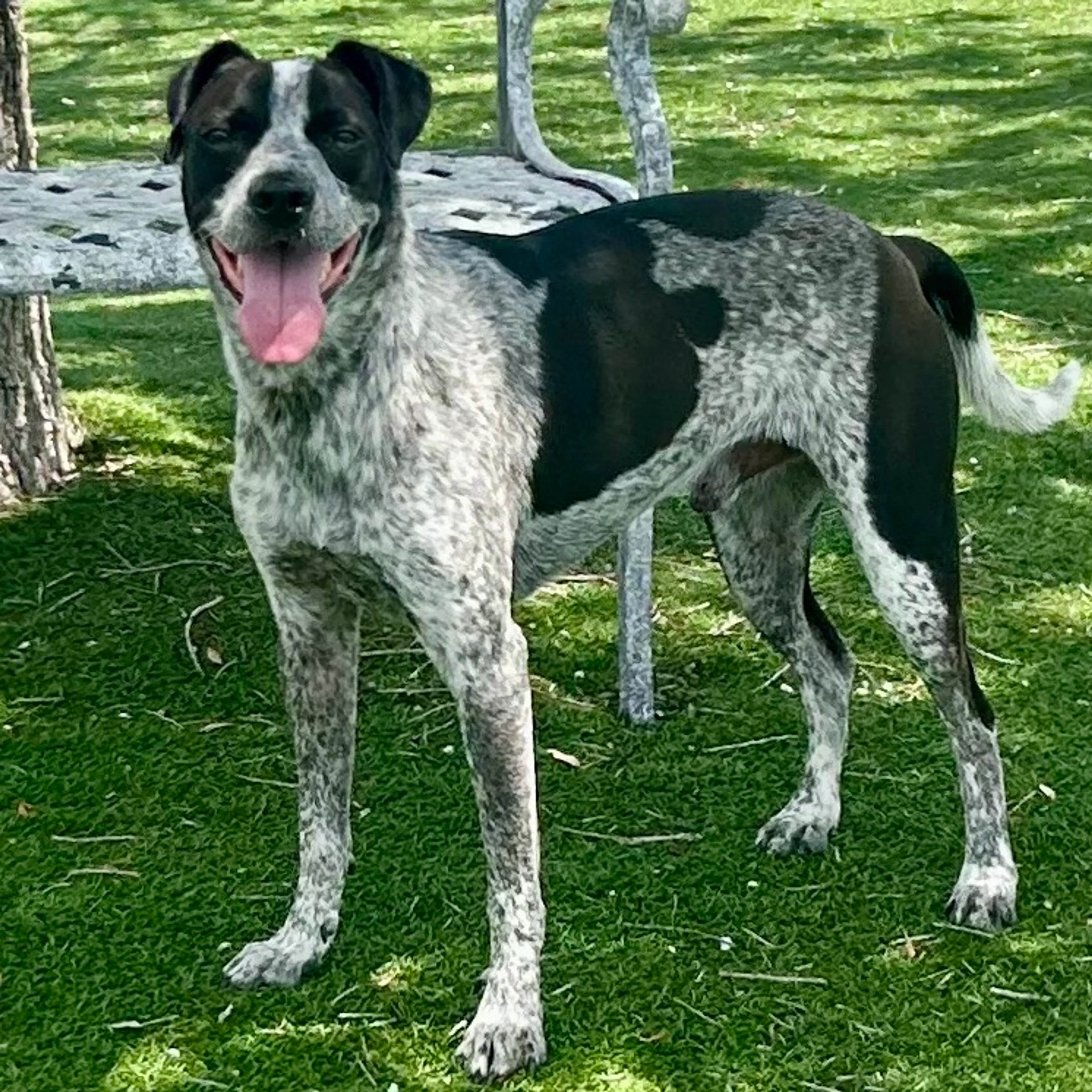 Found pet-6