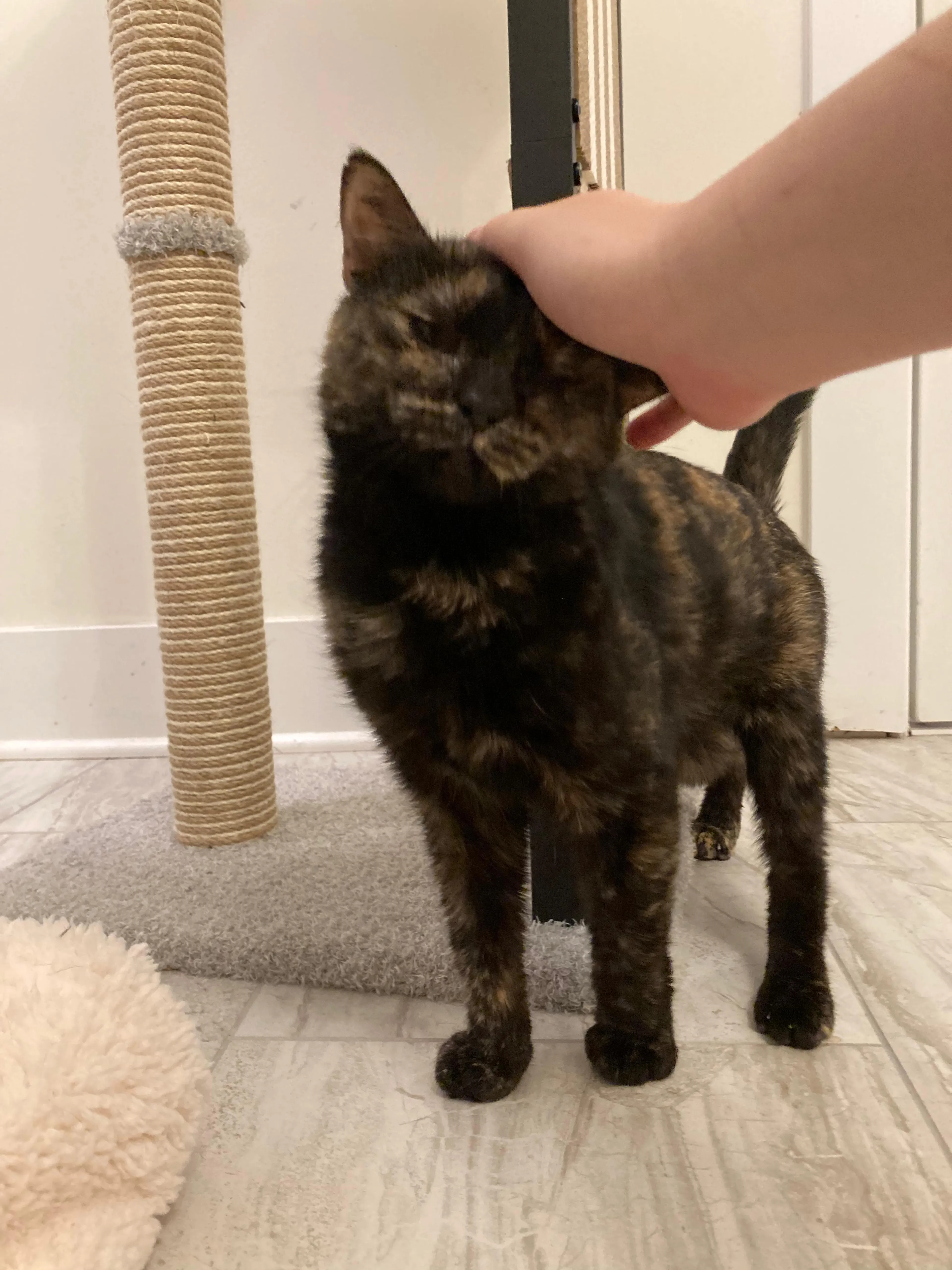 Found pet-0