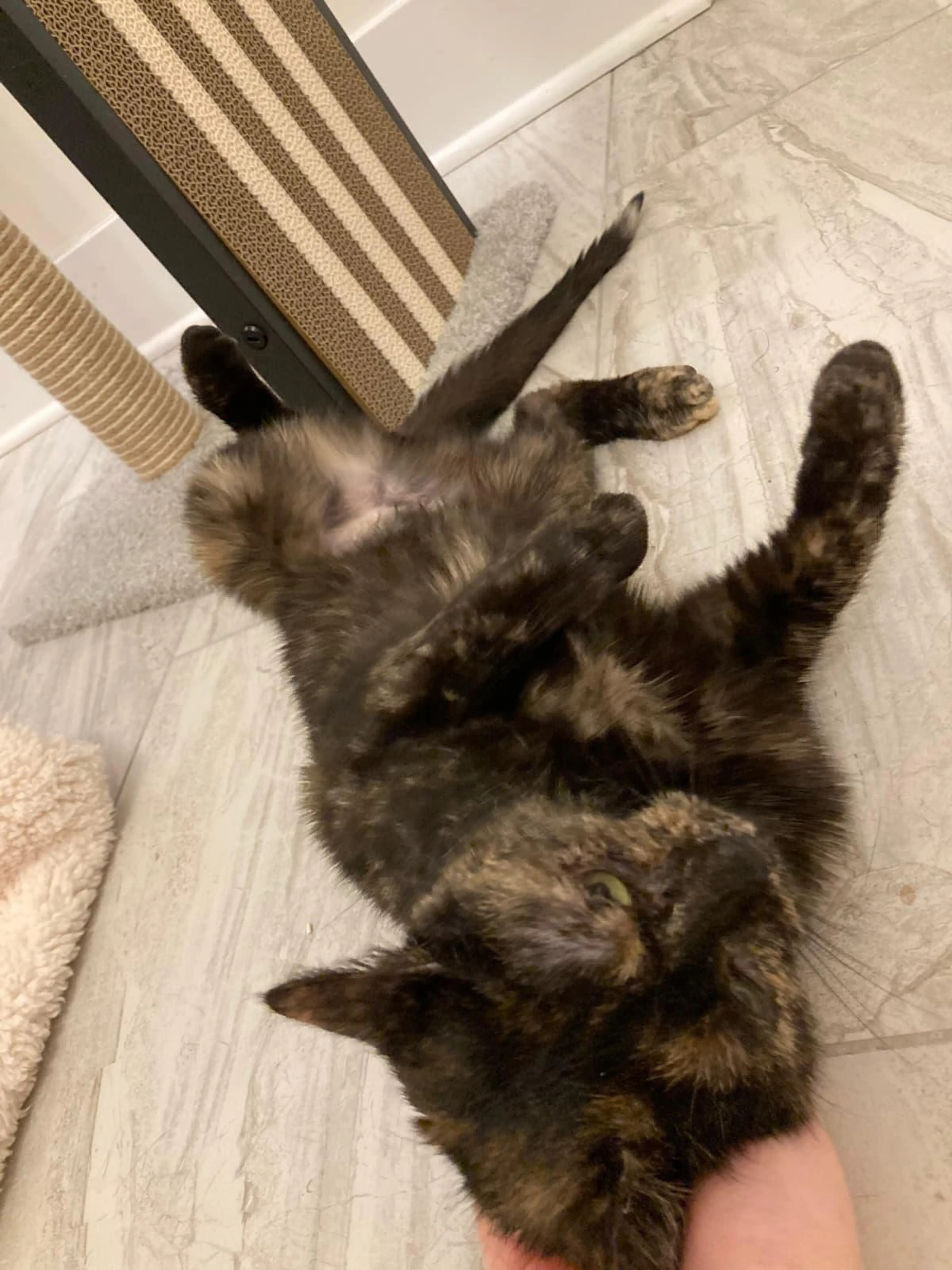 Found pet-1