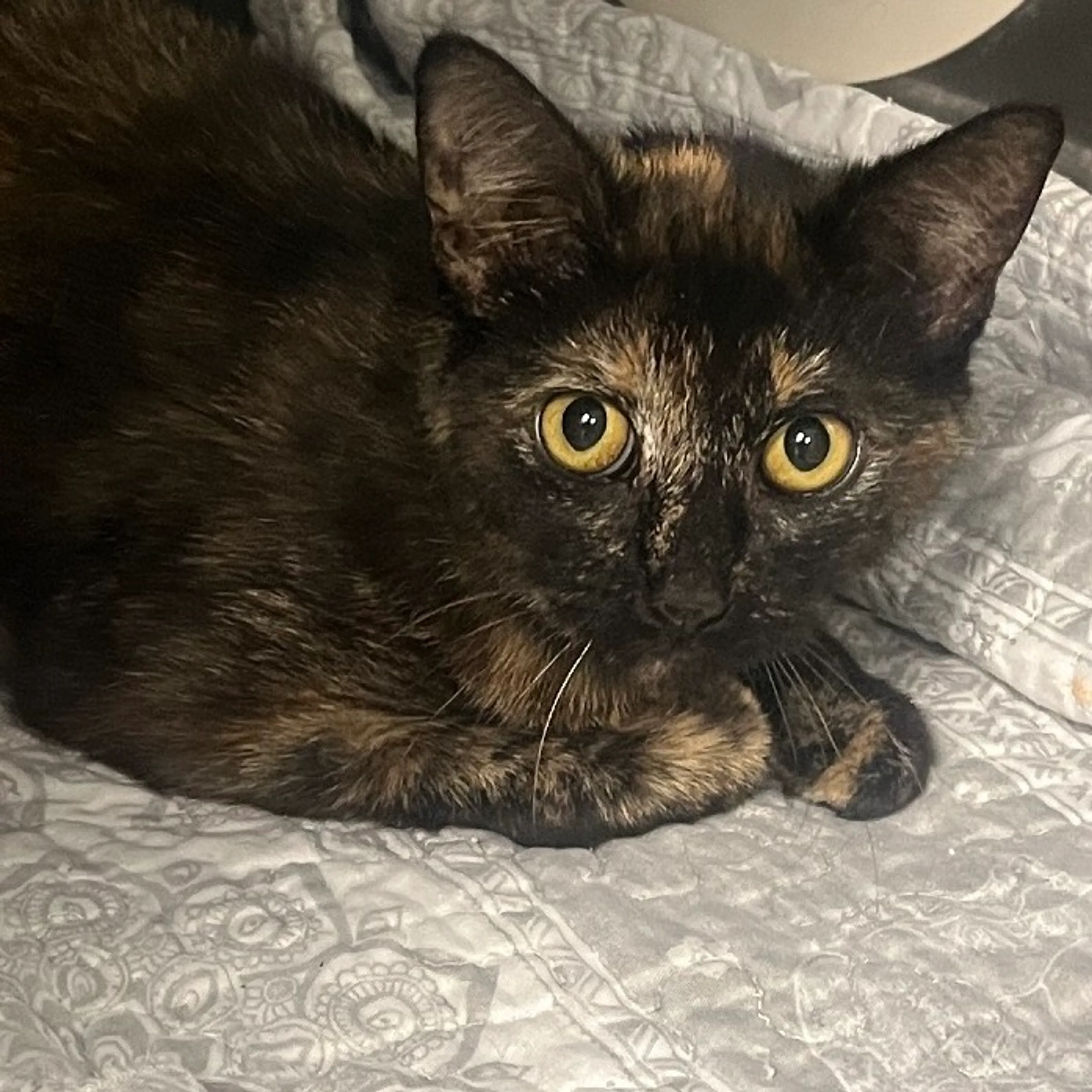 Found pet