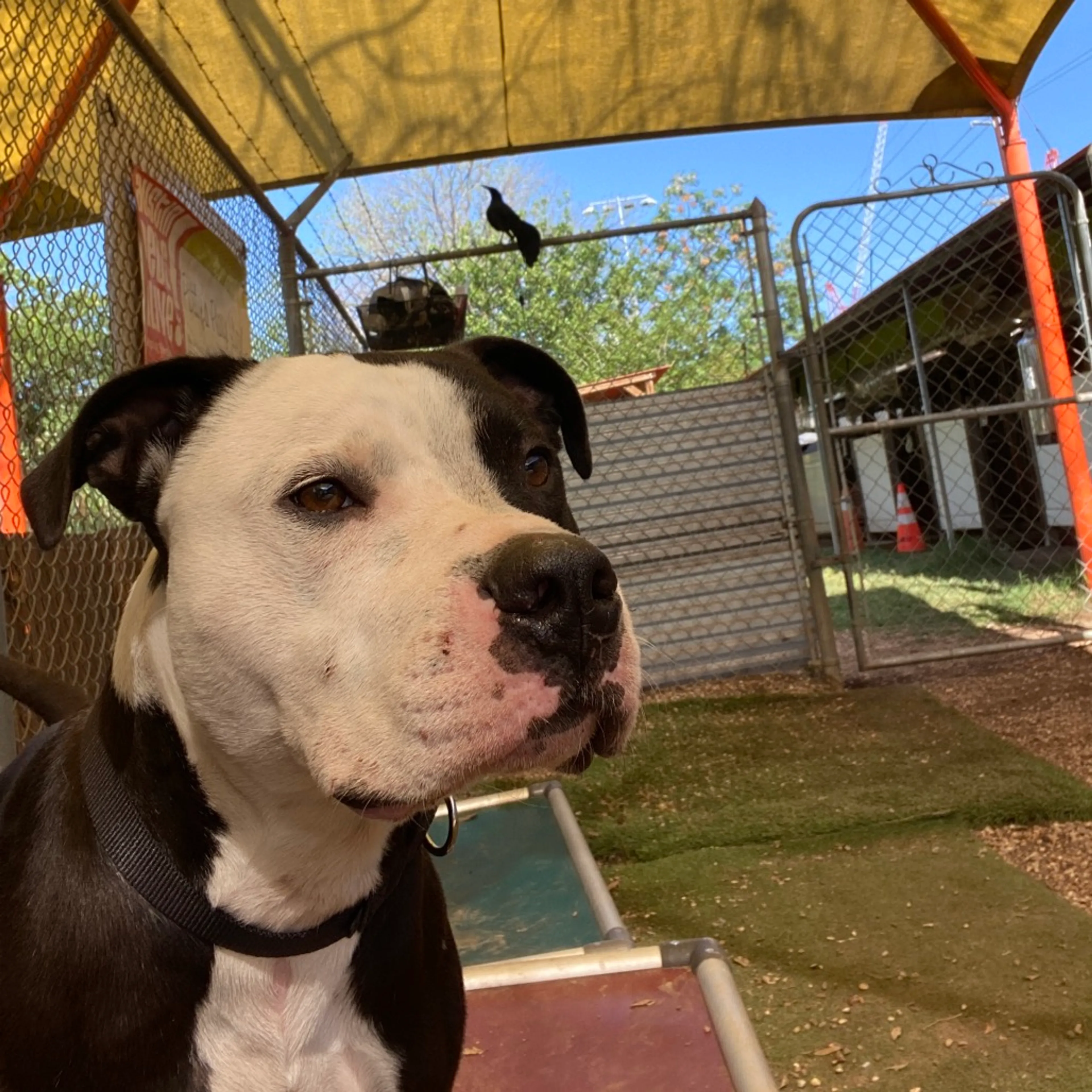 Found pet-4