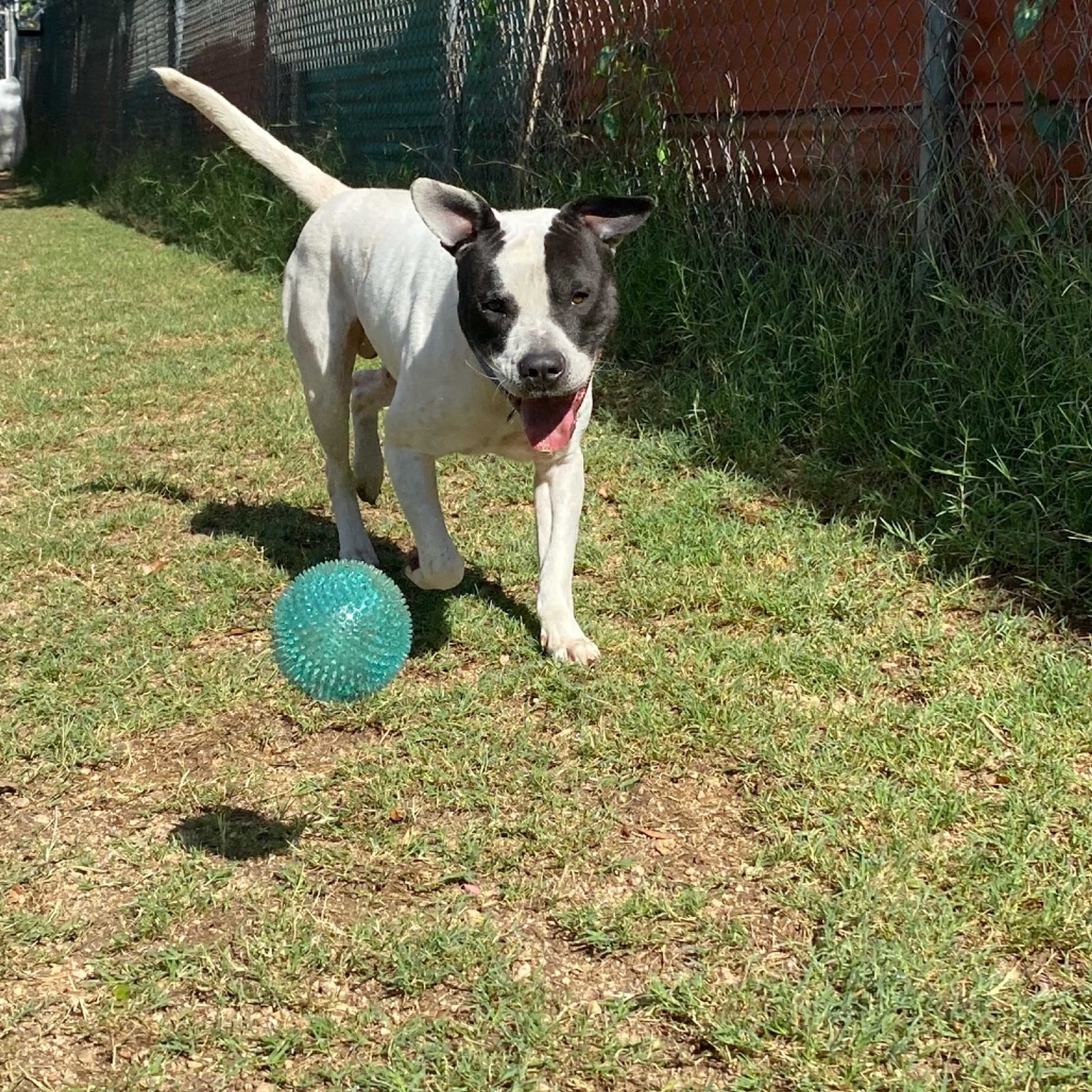Found pet-4