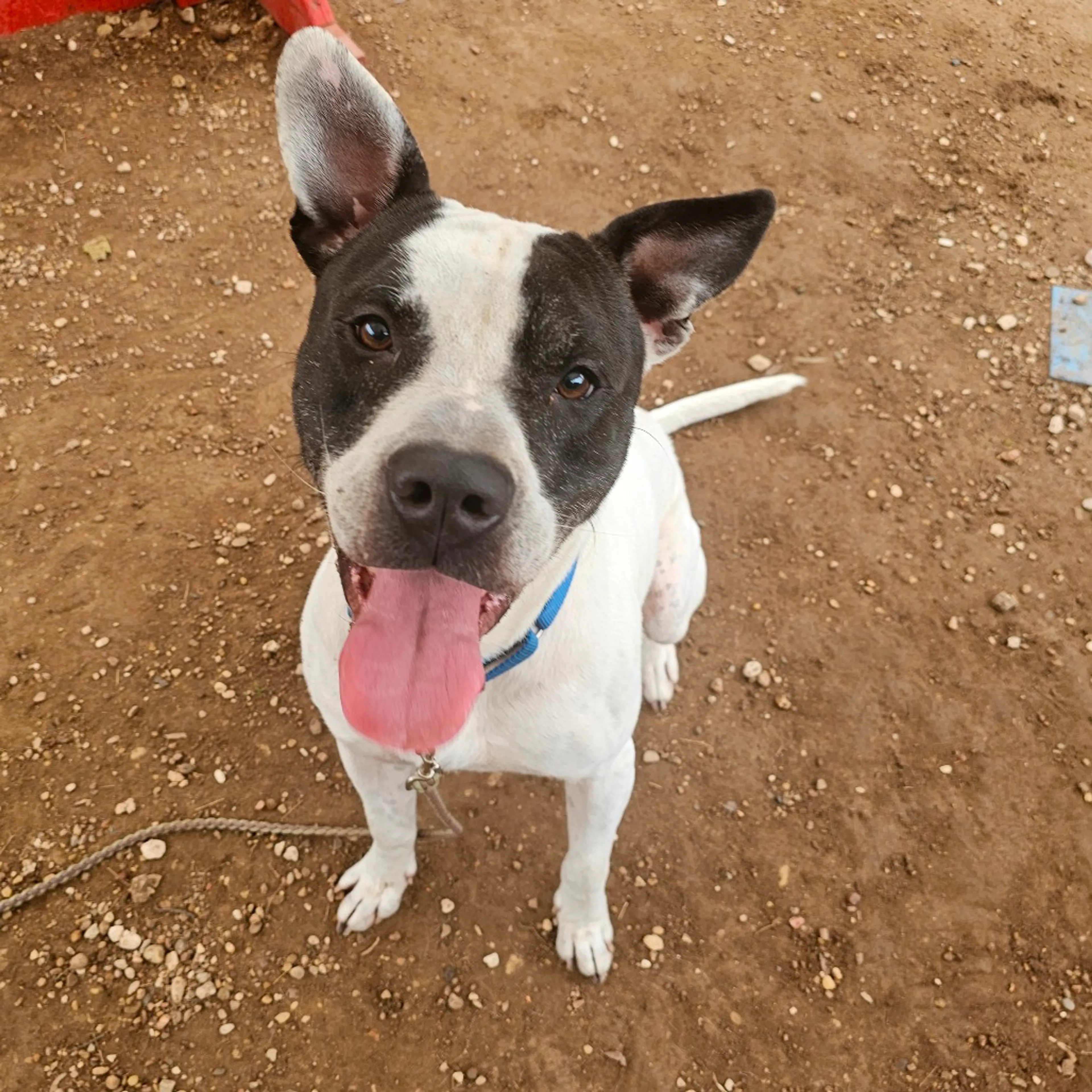 Found pet-14
