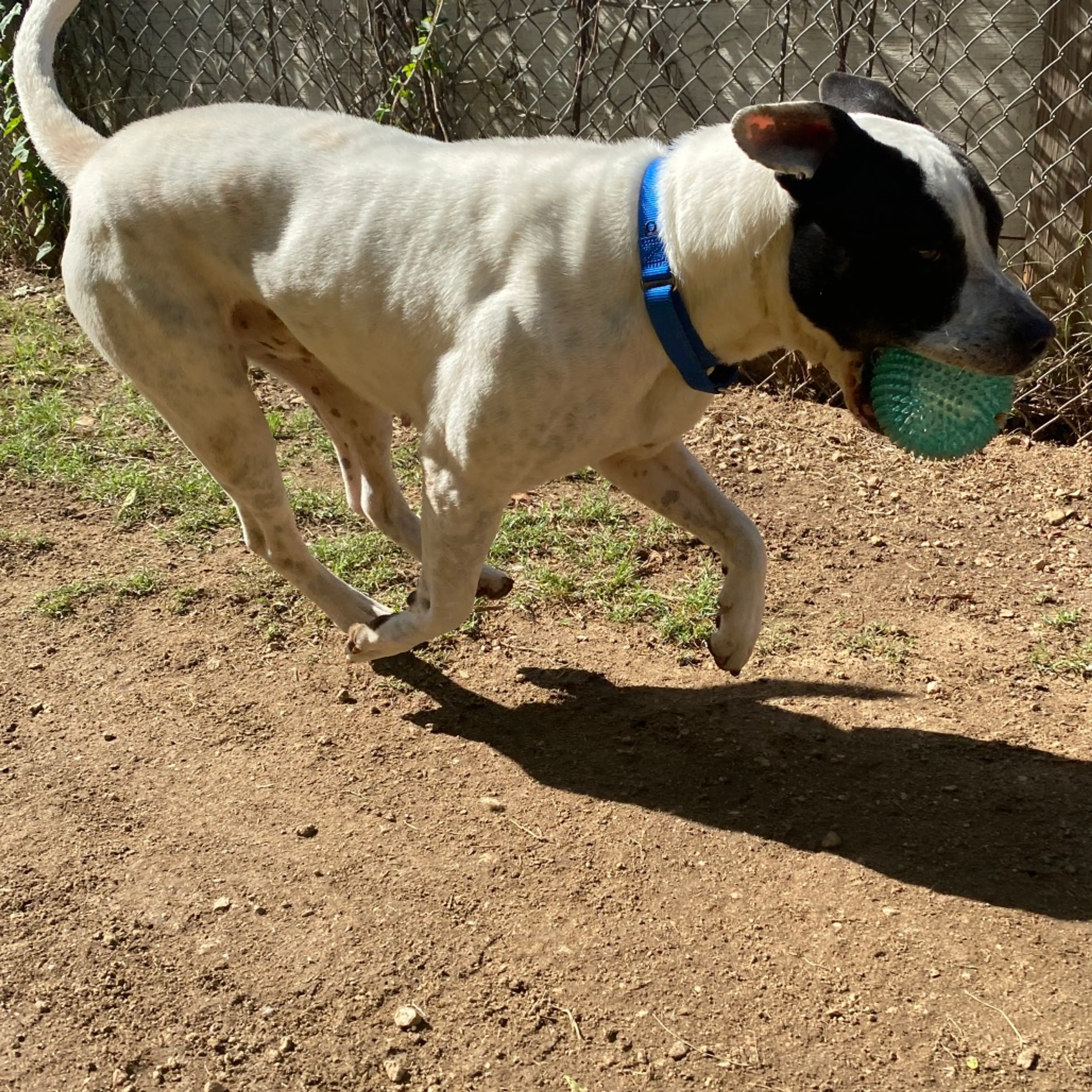 Found pet-2