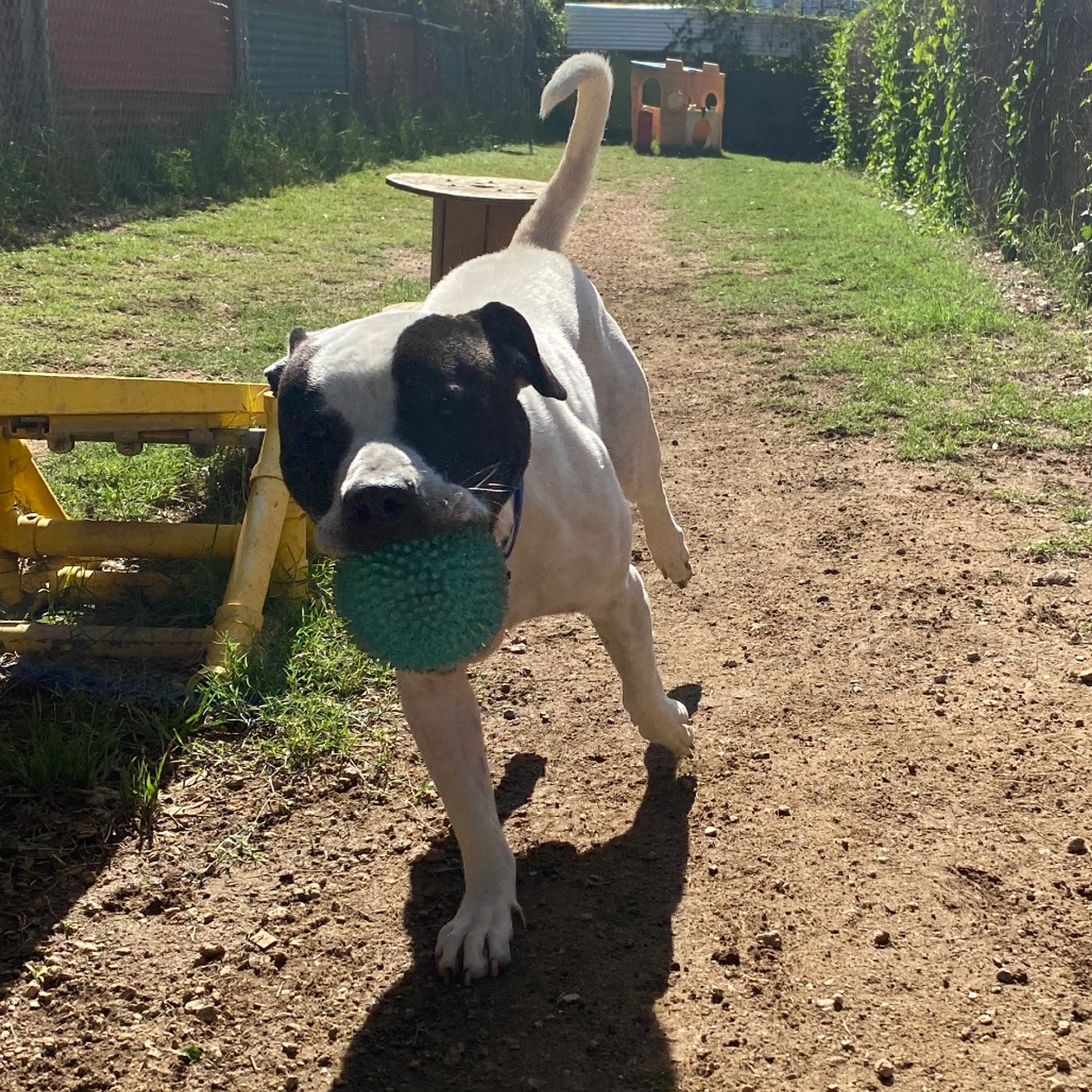 Found pet-3