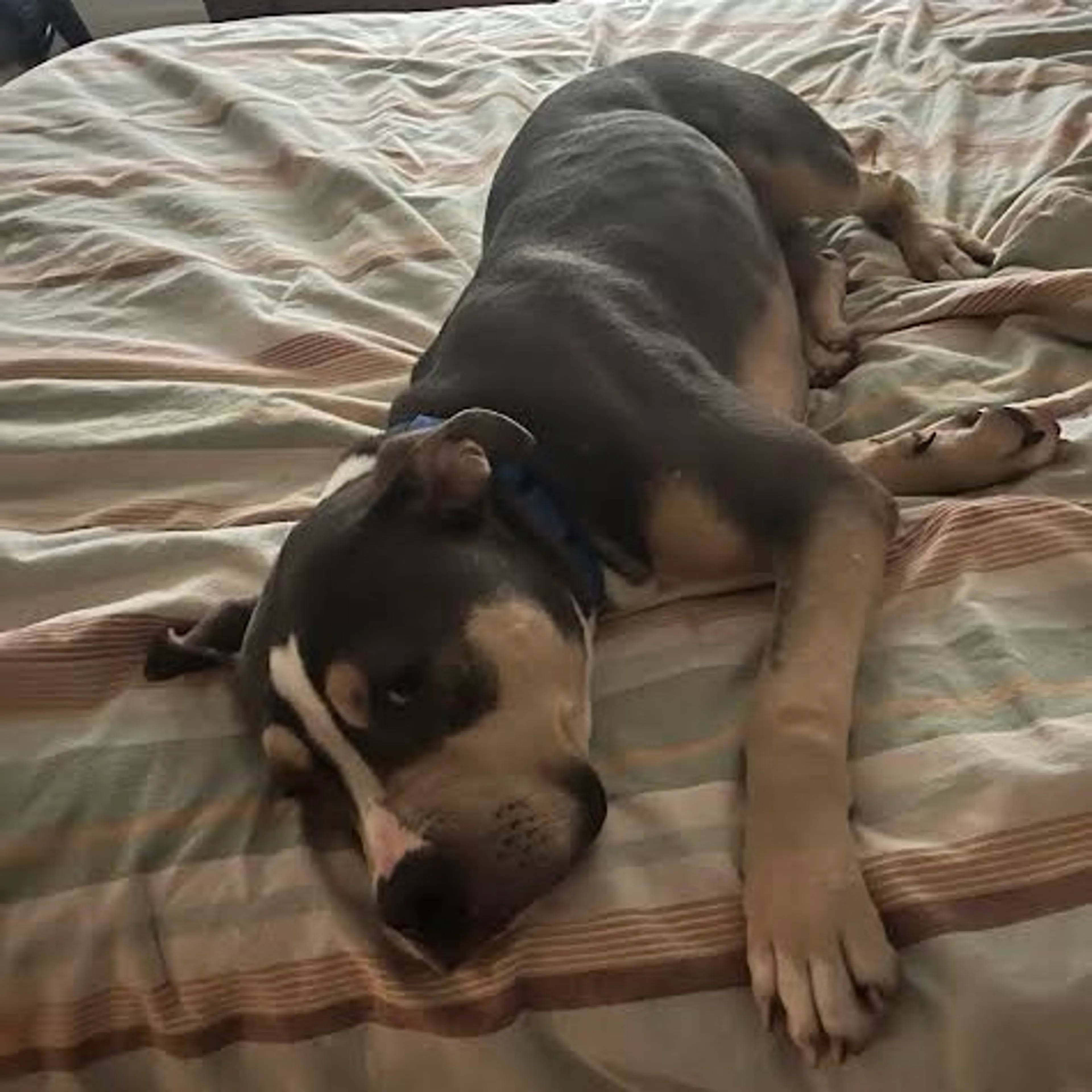 Found pet-4