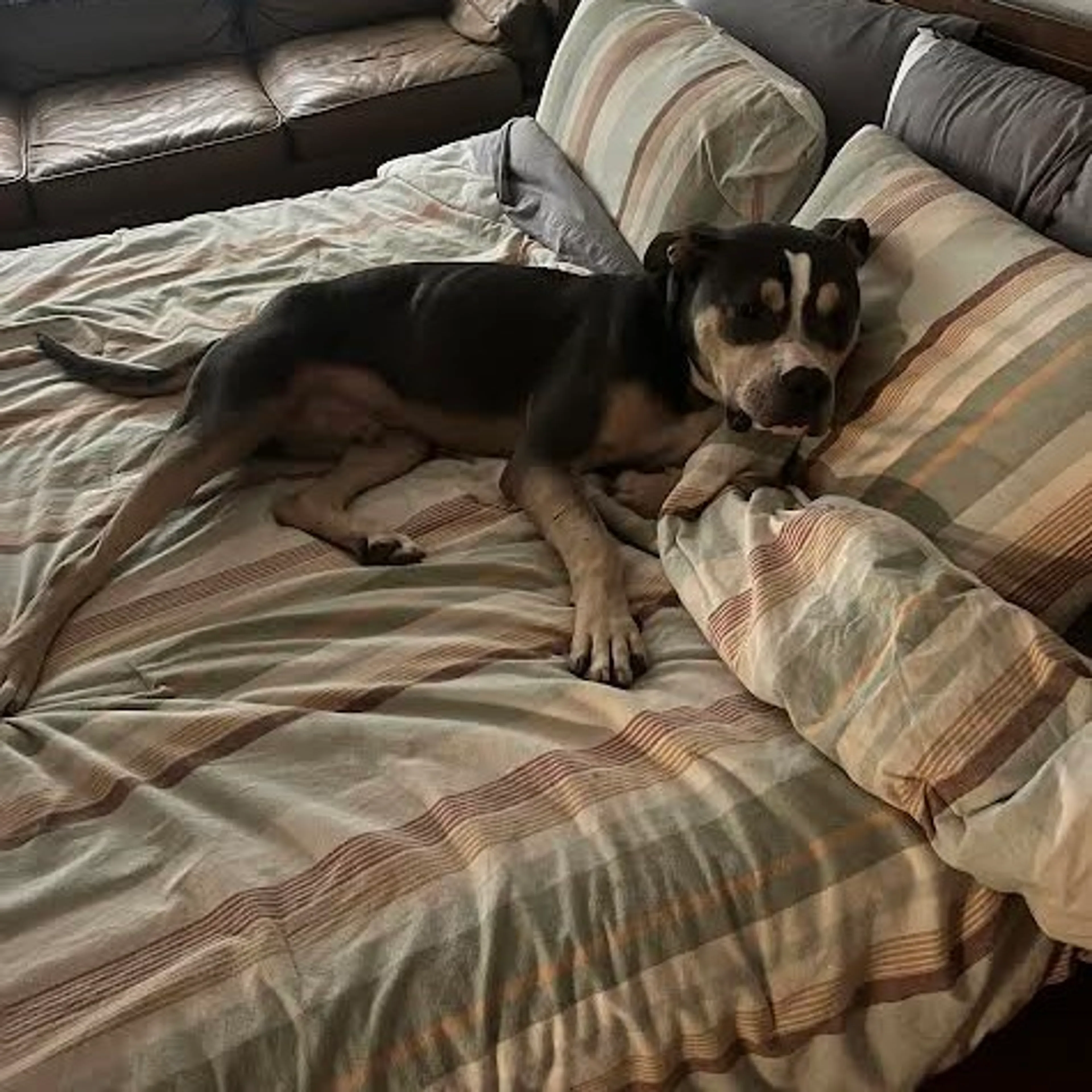 Found pet-5