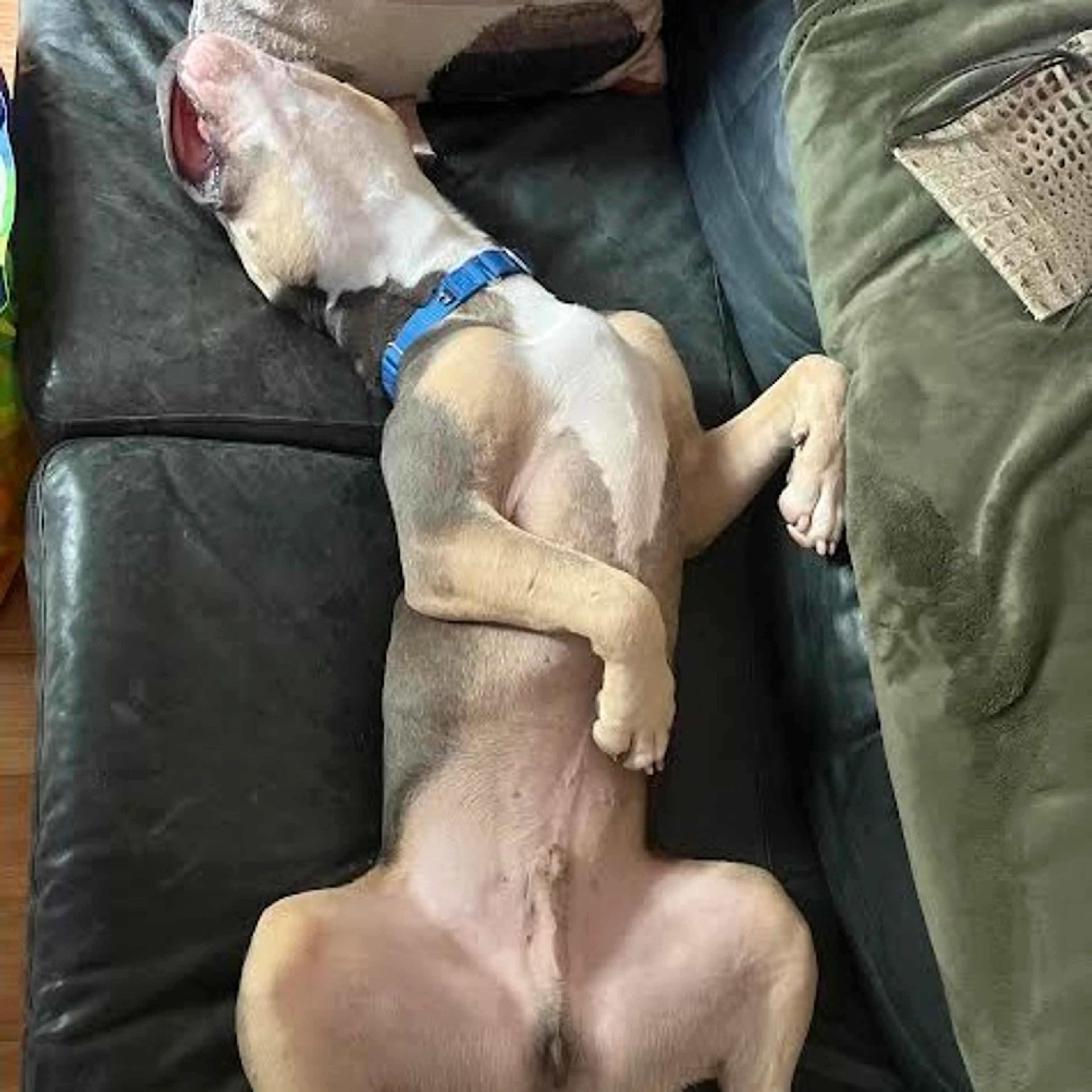 Found pet-7