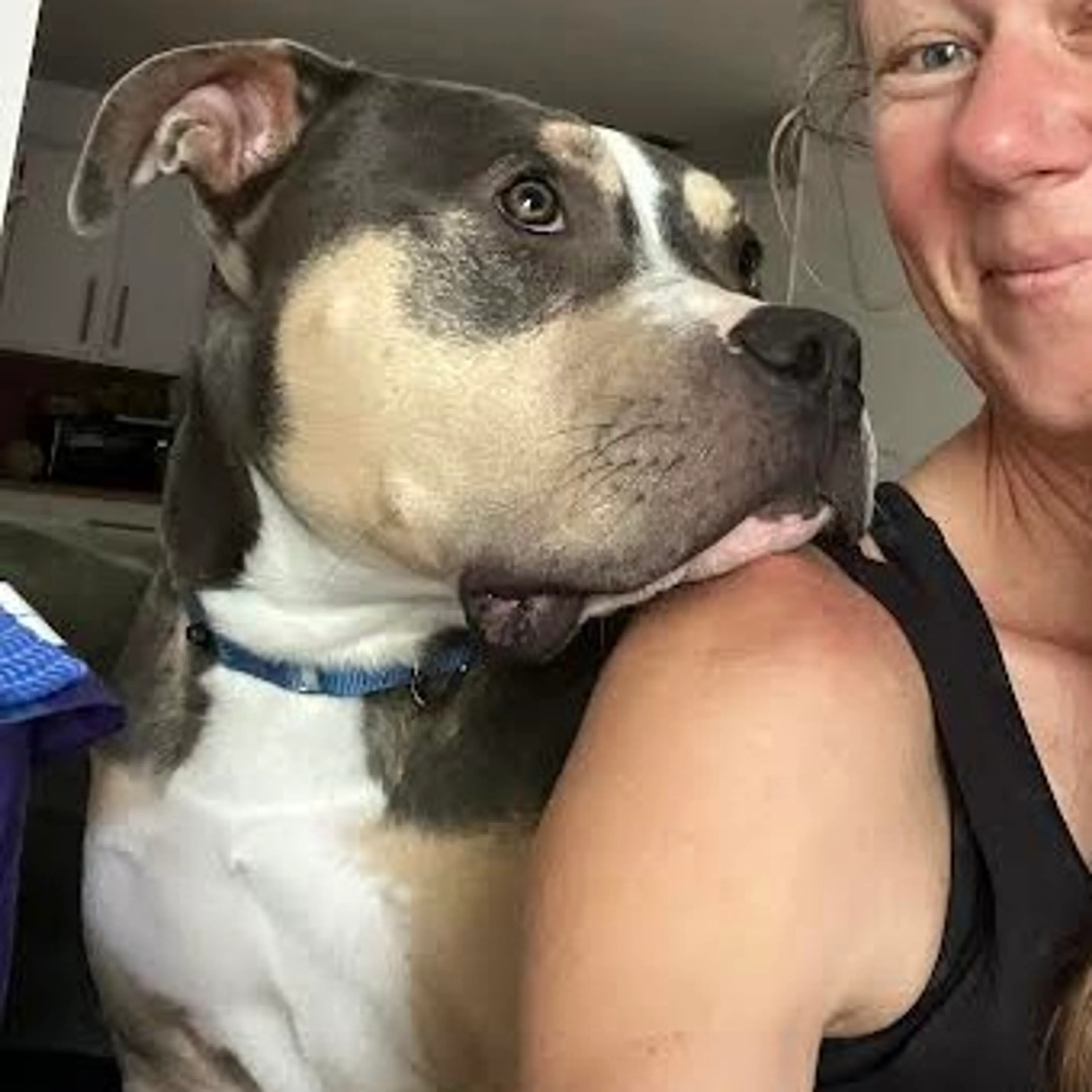 Found pet-8