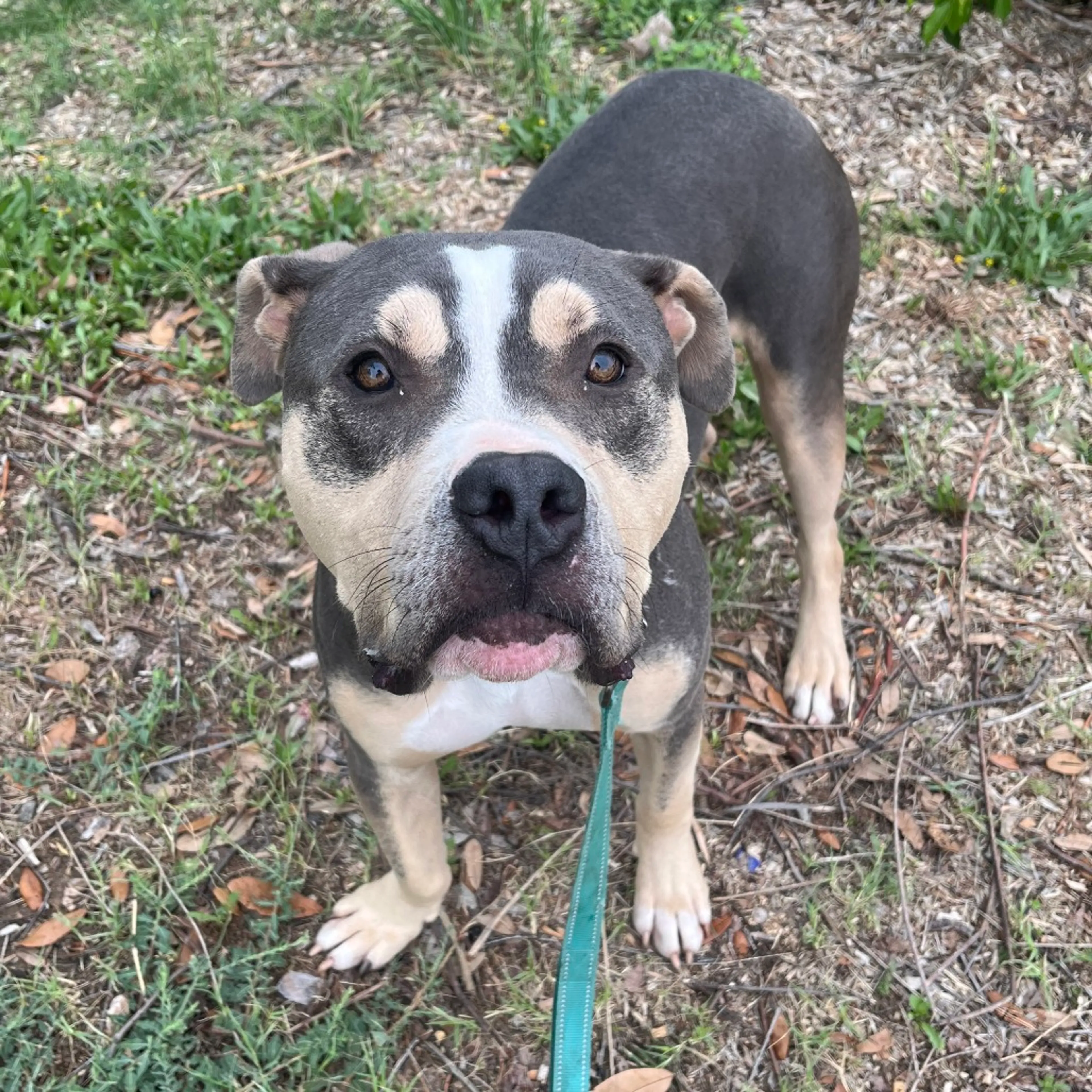 Found pet-2