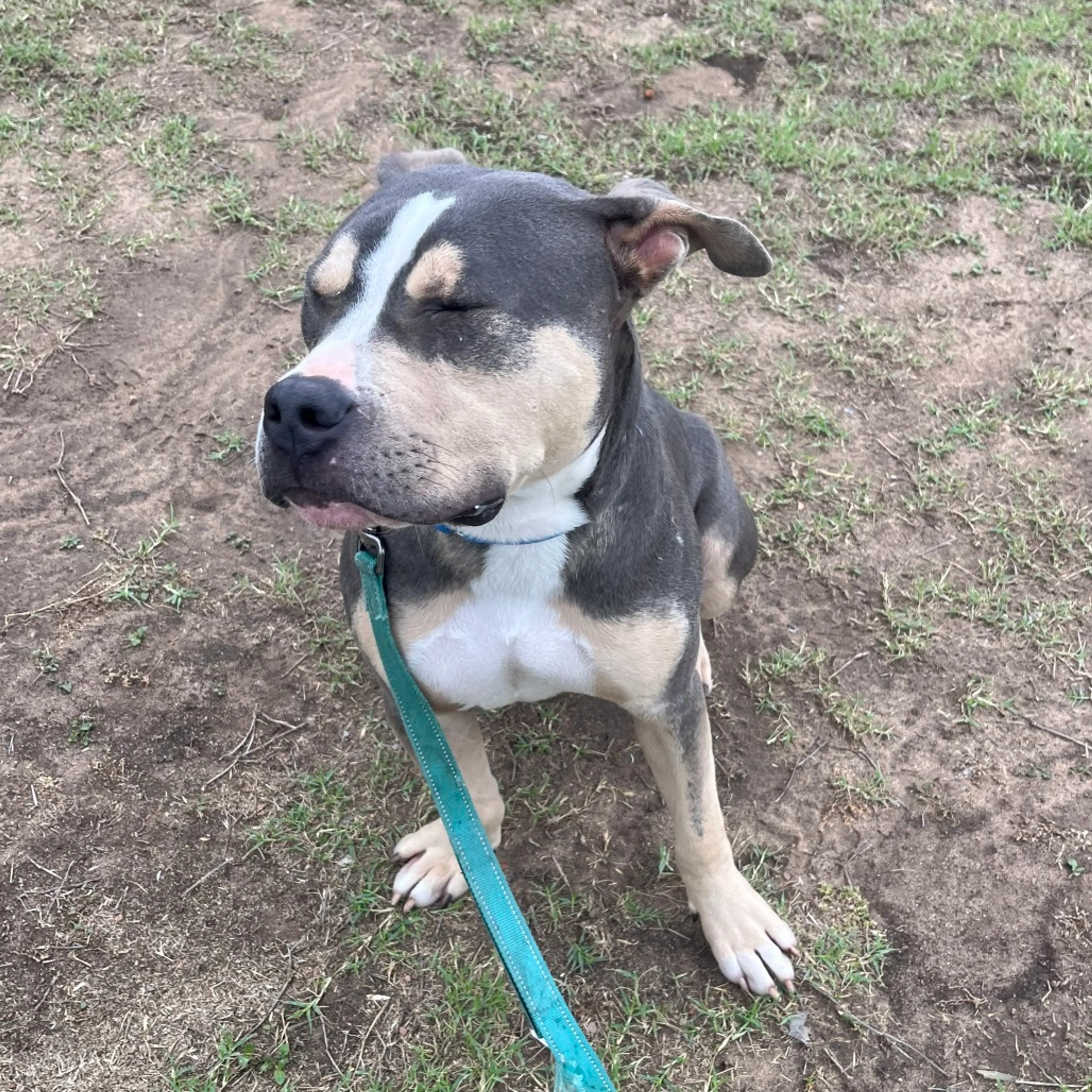 Found pet-3
