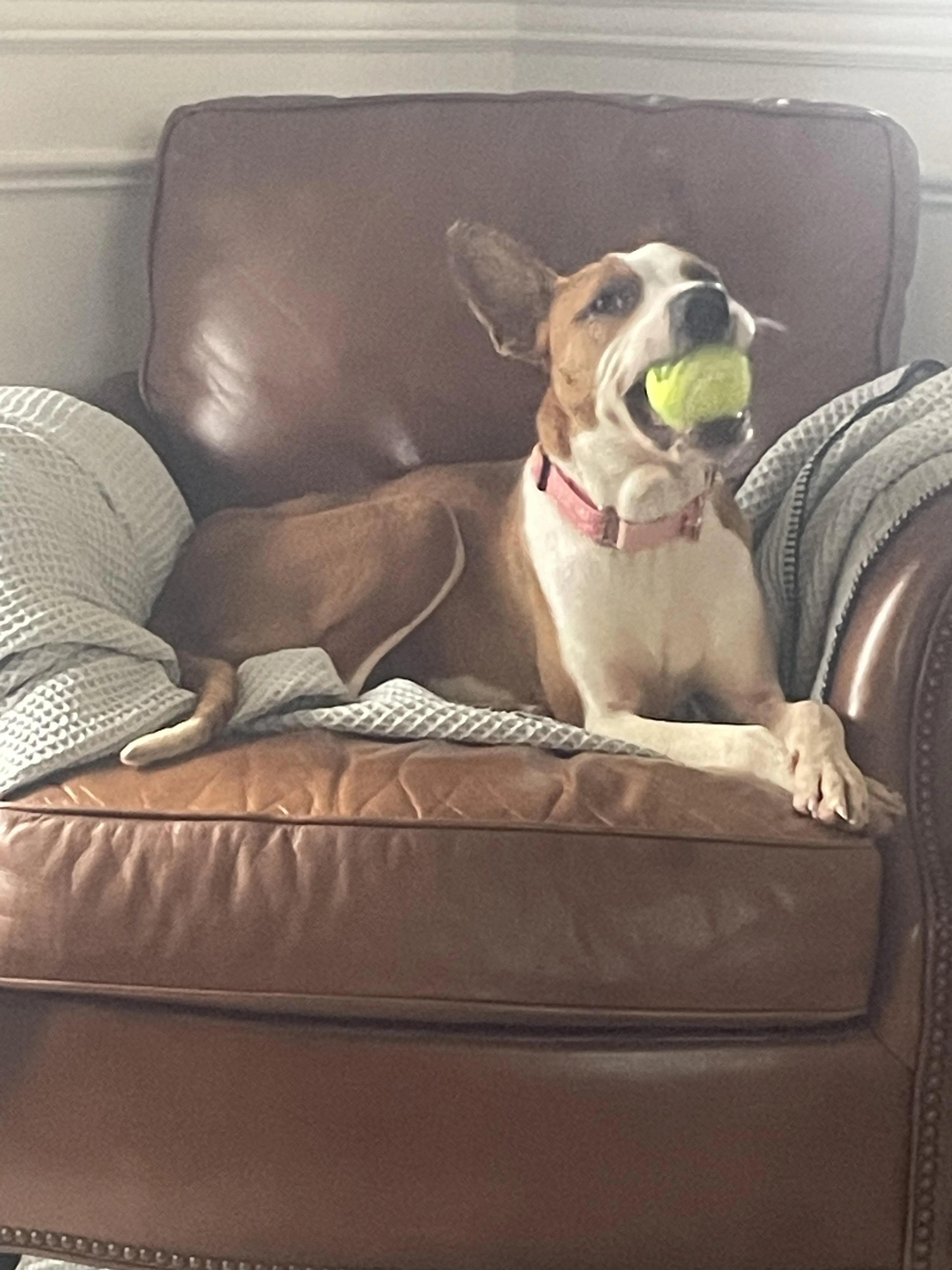 Found pet-3