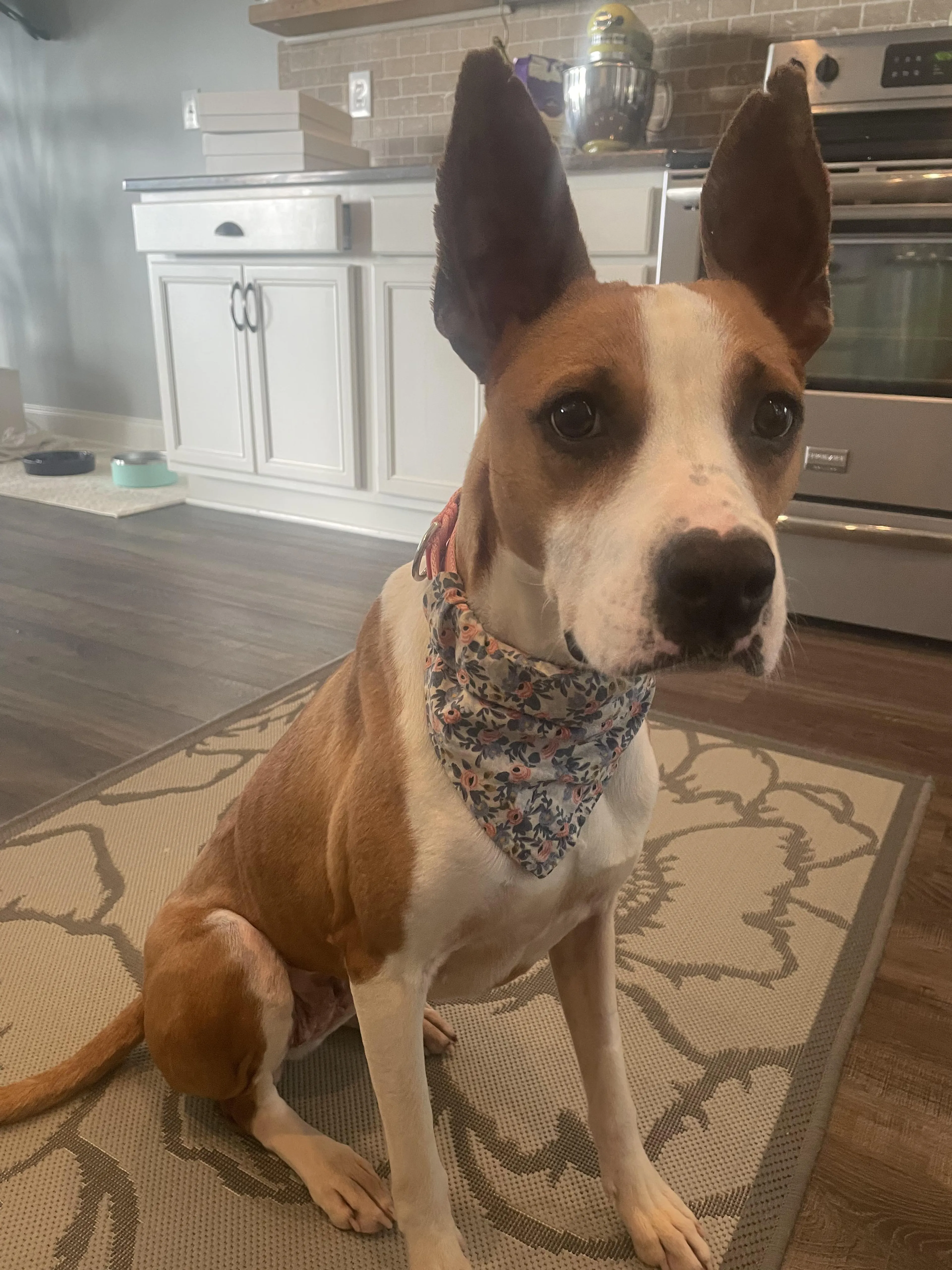 Found pet-2