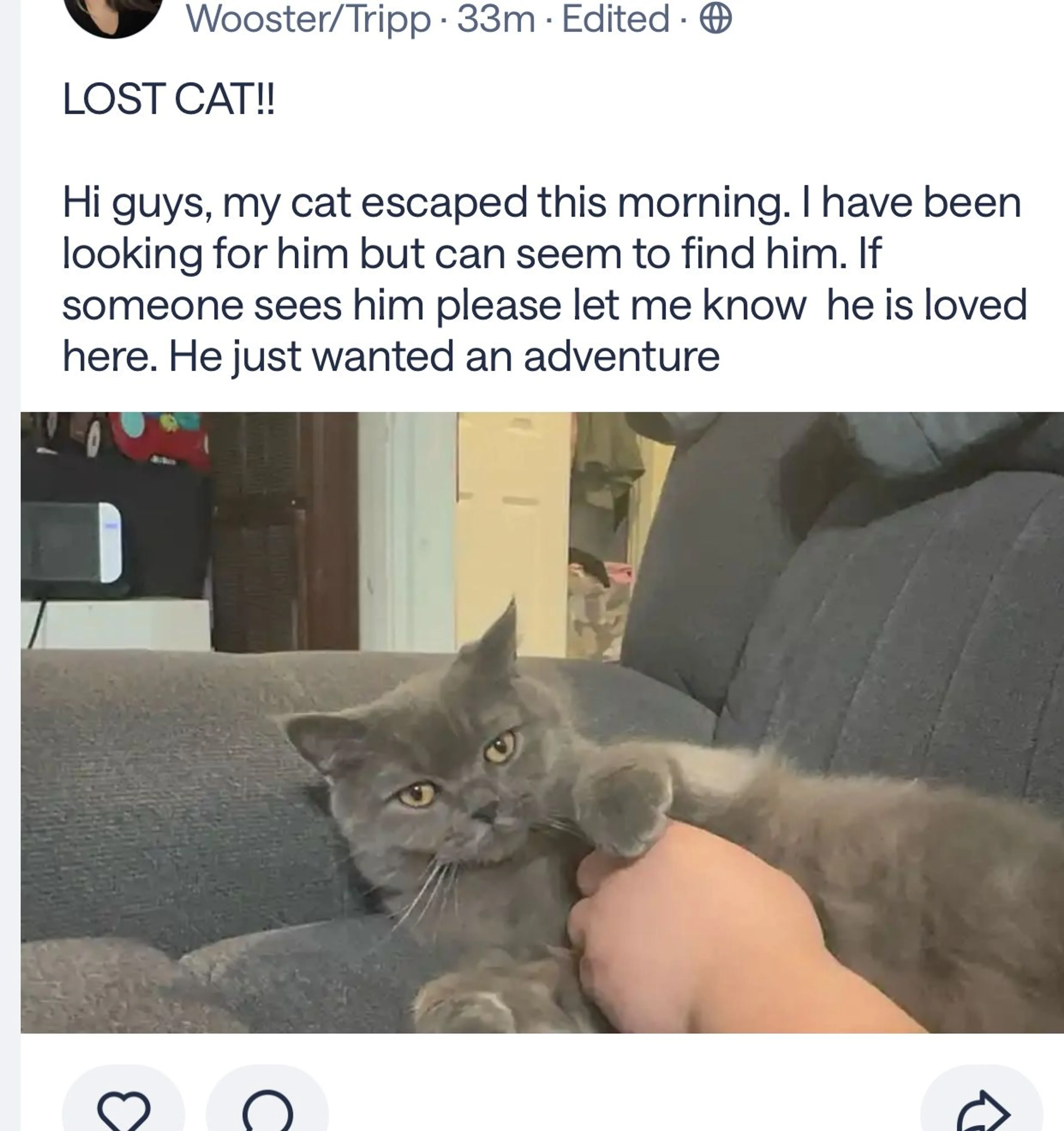 Lost pet