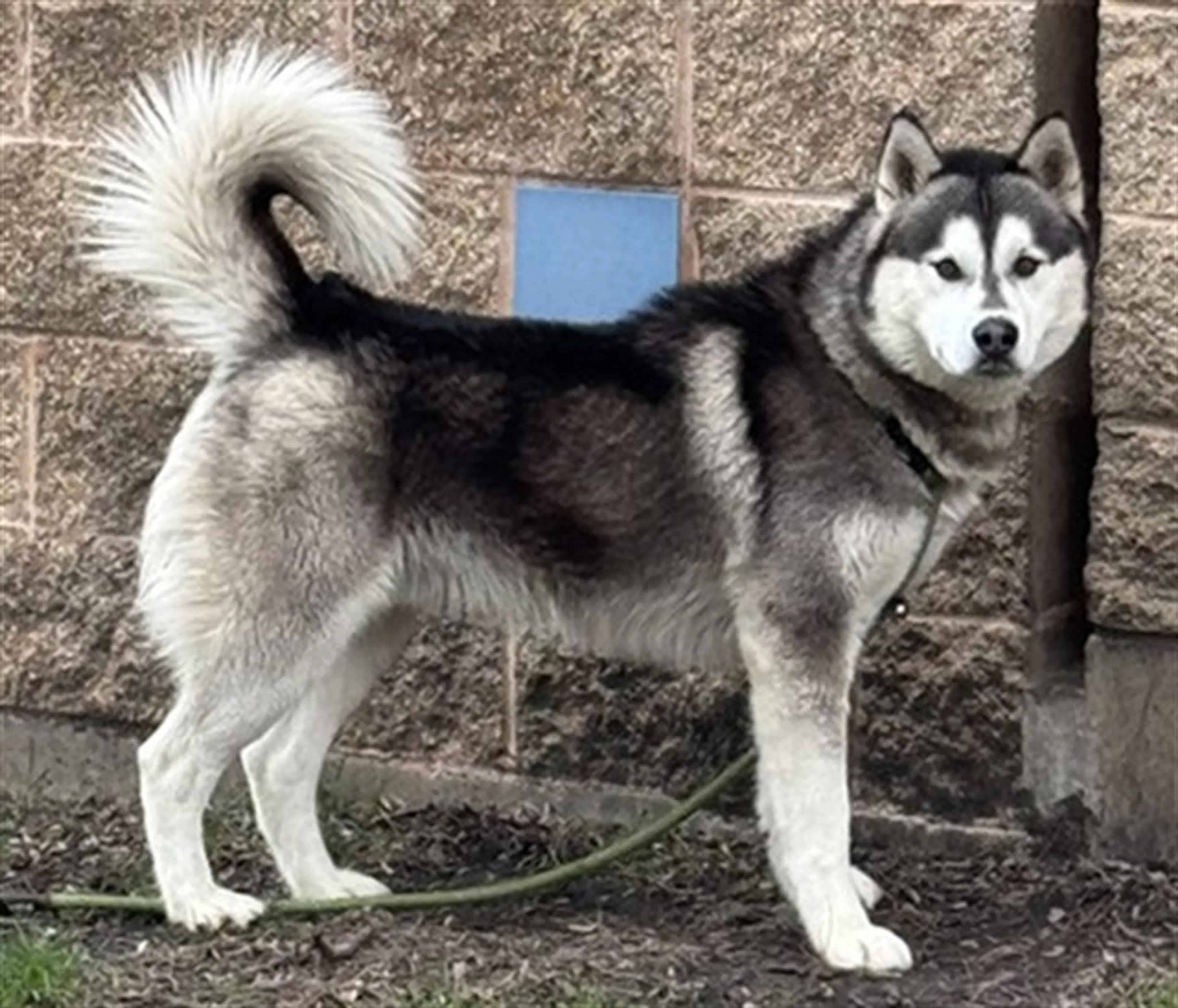 Found pet
