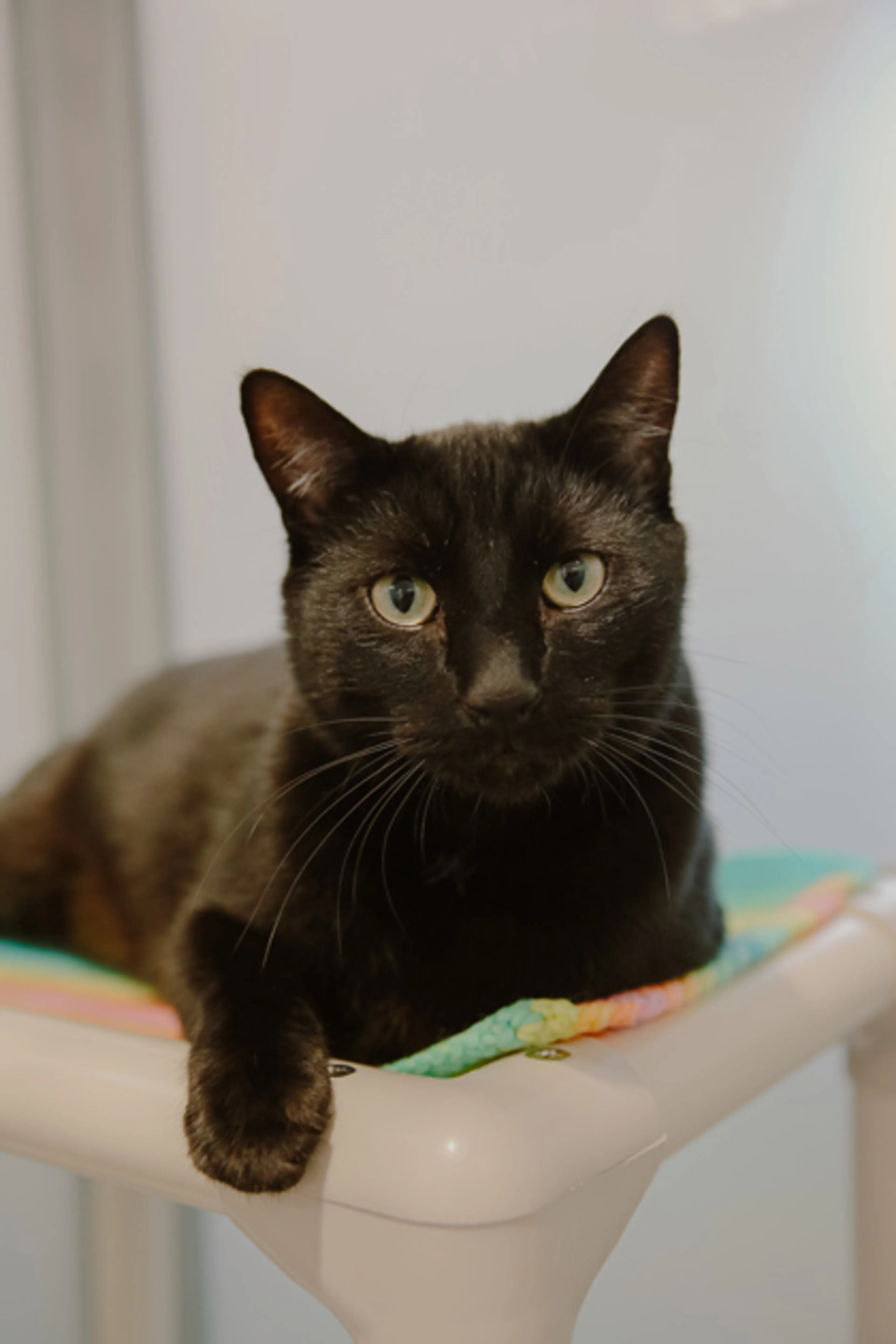 Found pet-1