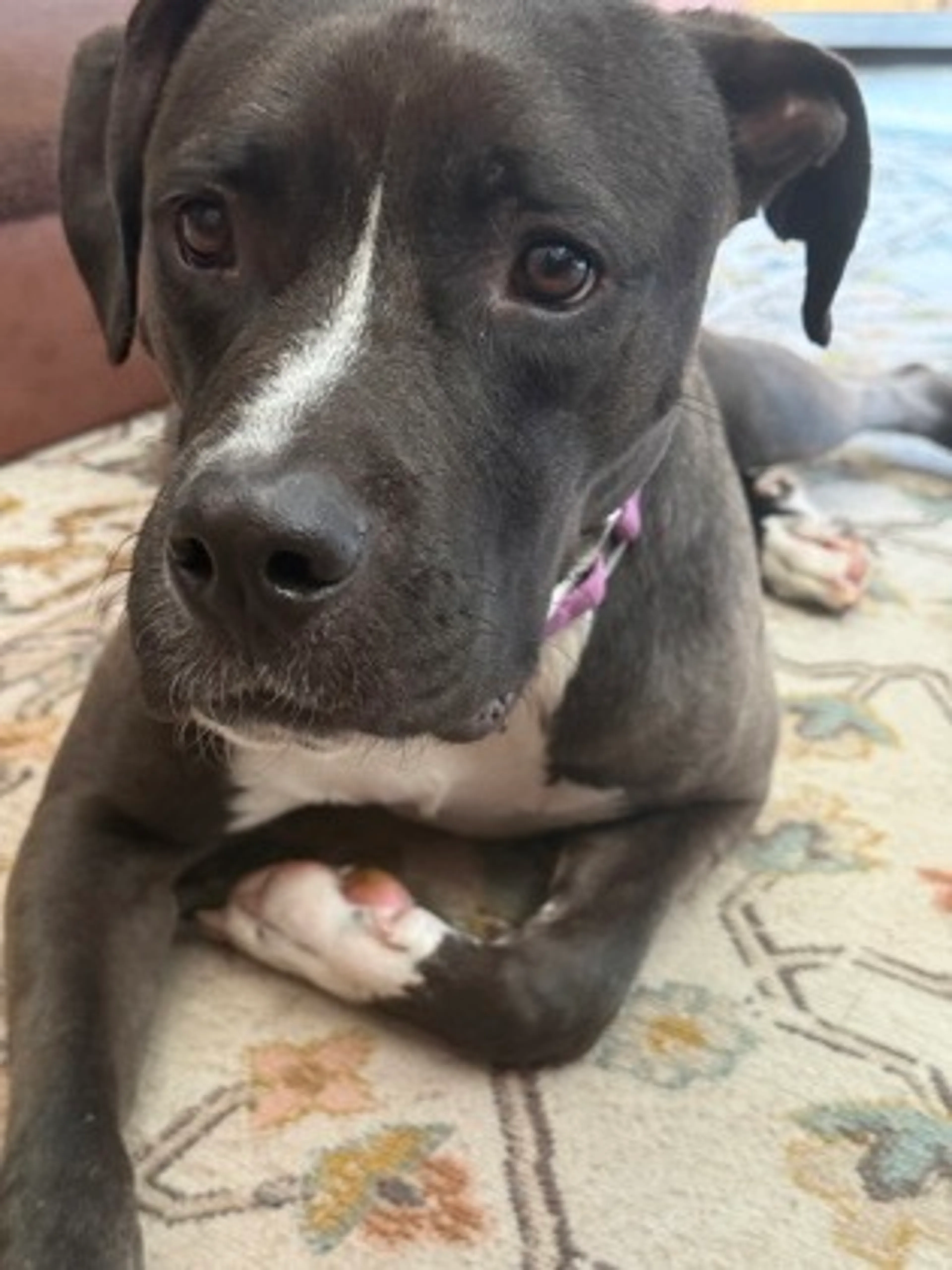 Found pet-2
