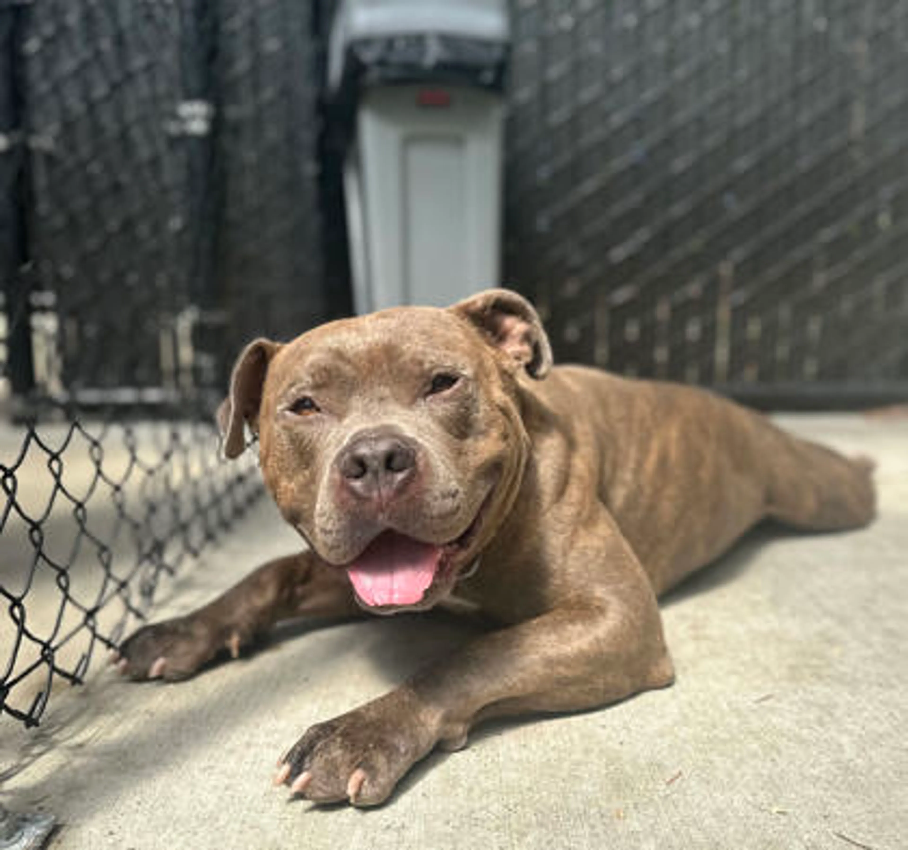 Found pet-1
