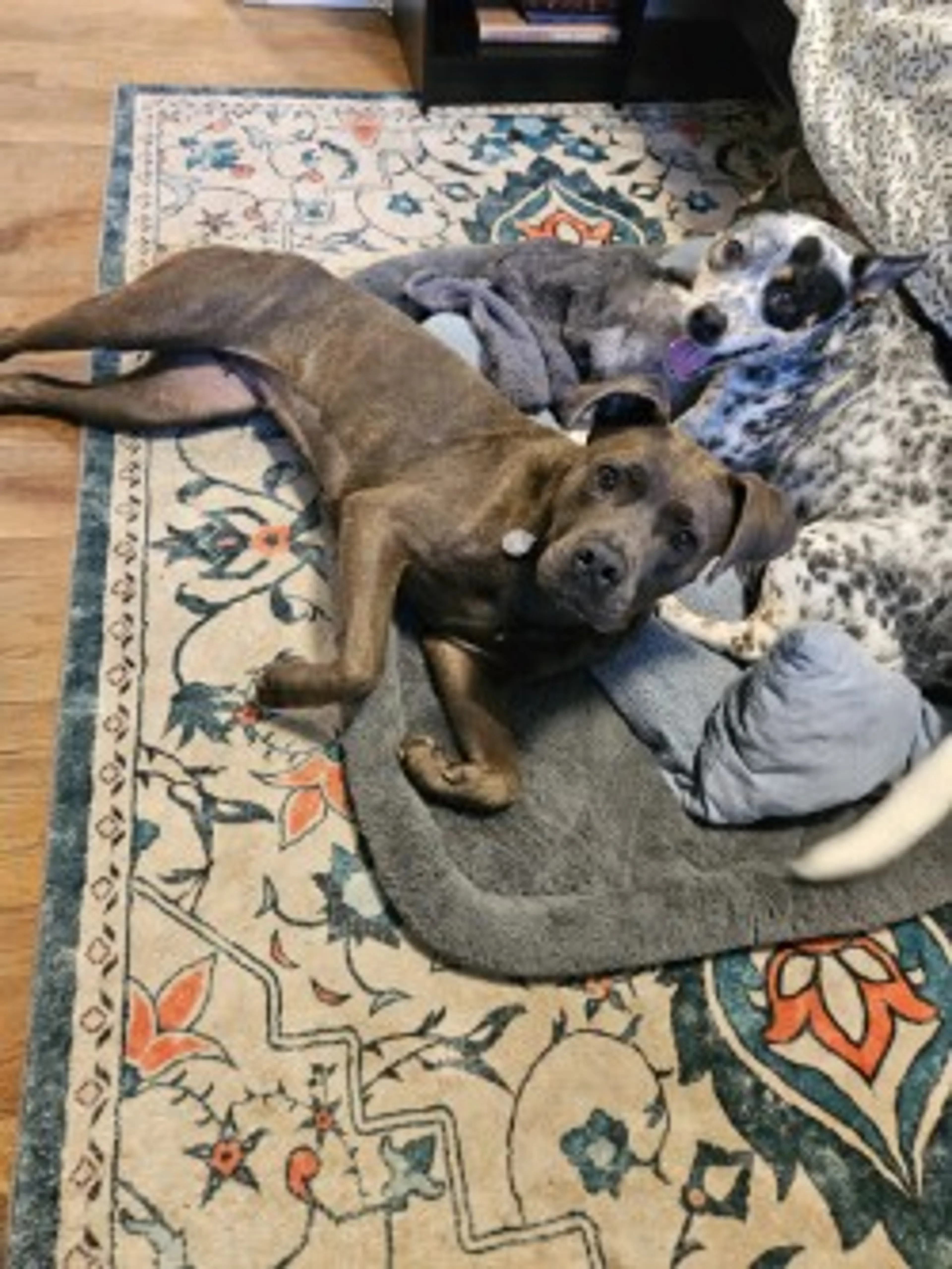Found pet-1