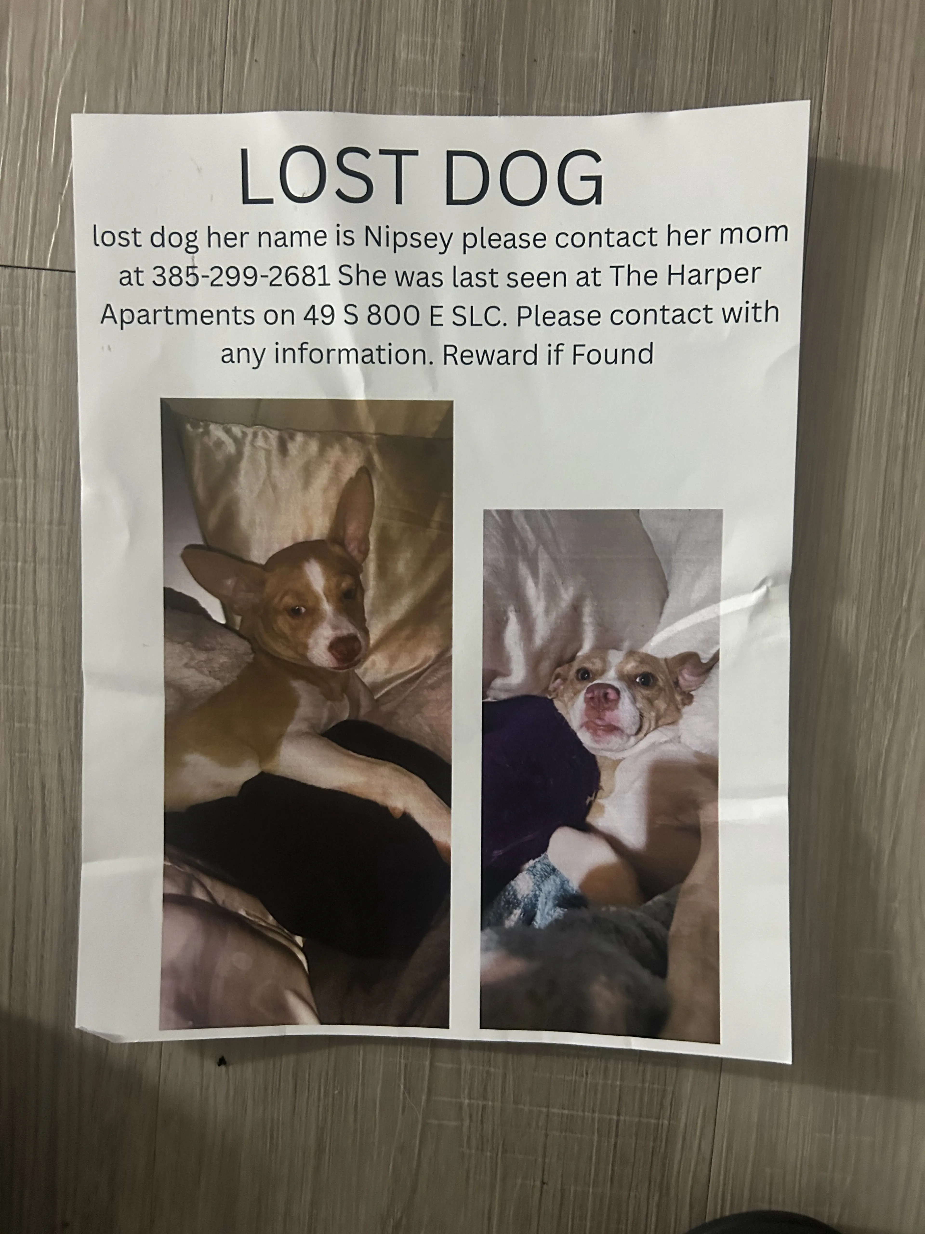 Lost pet-0