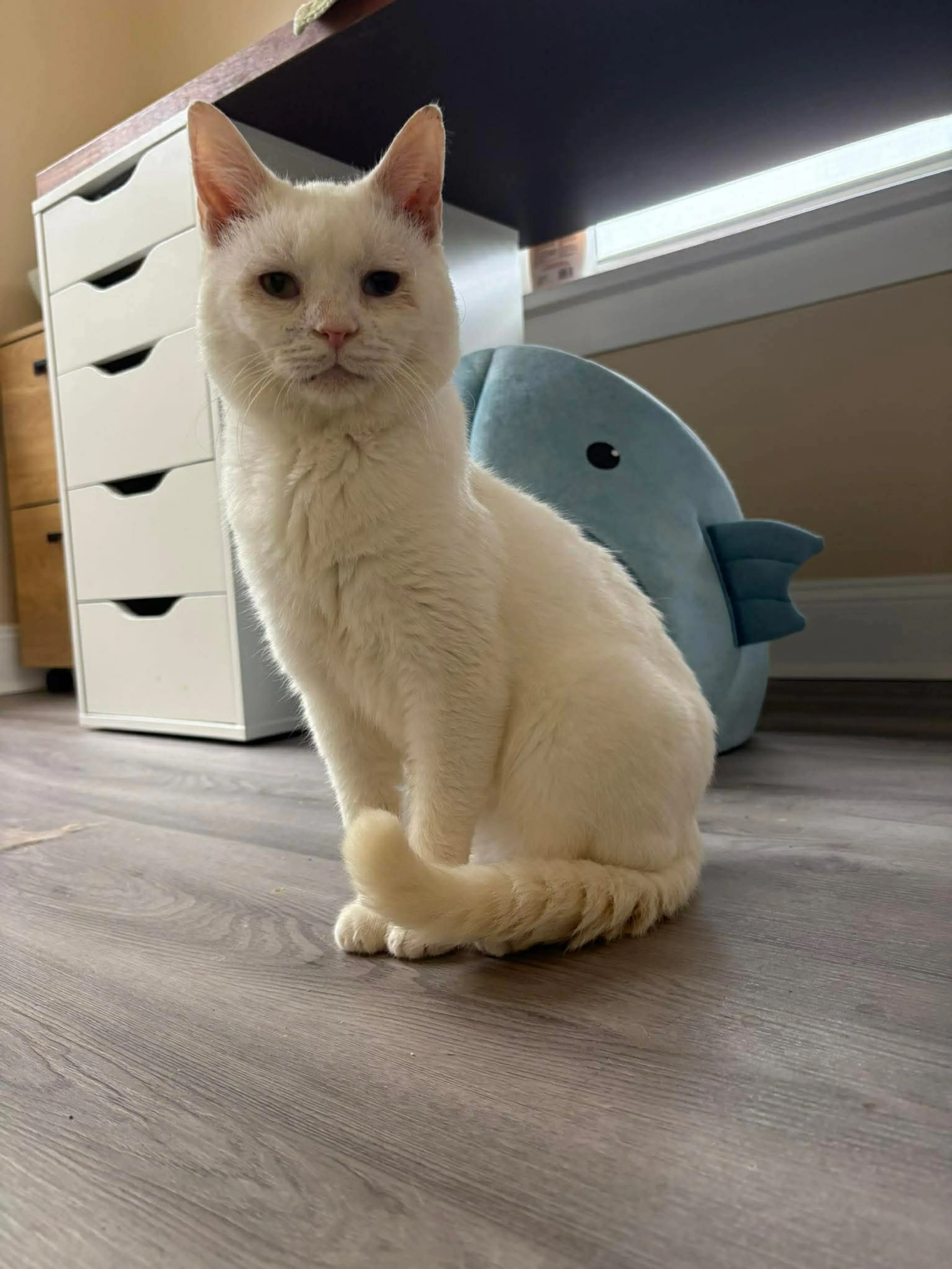 Found pet