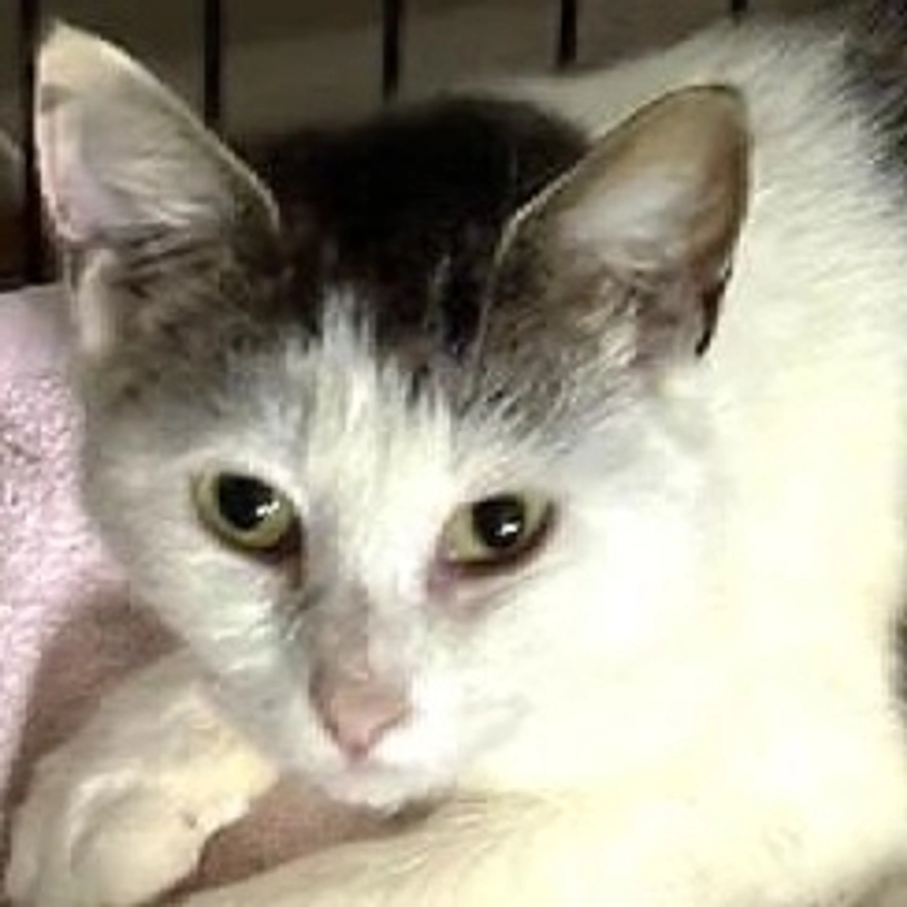 Found pet-3