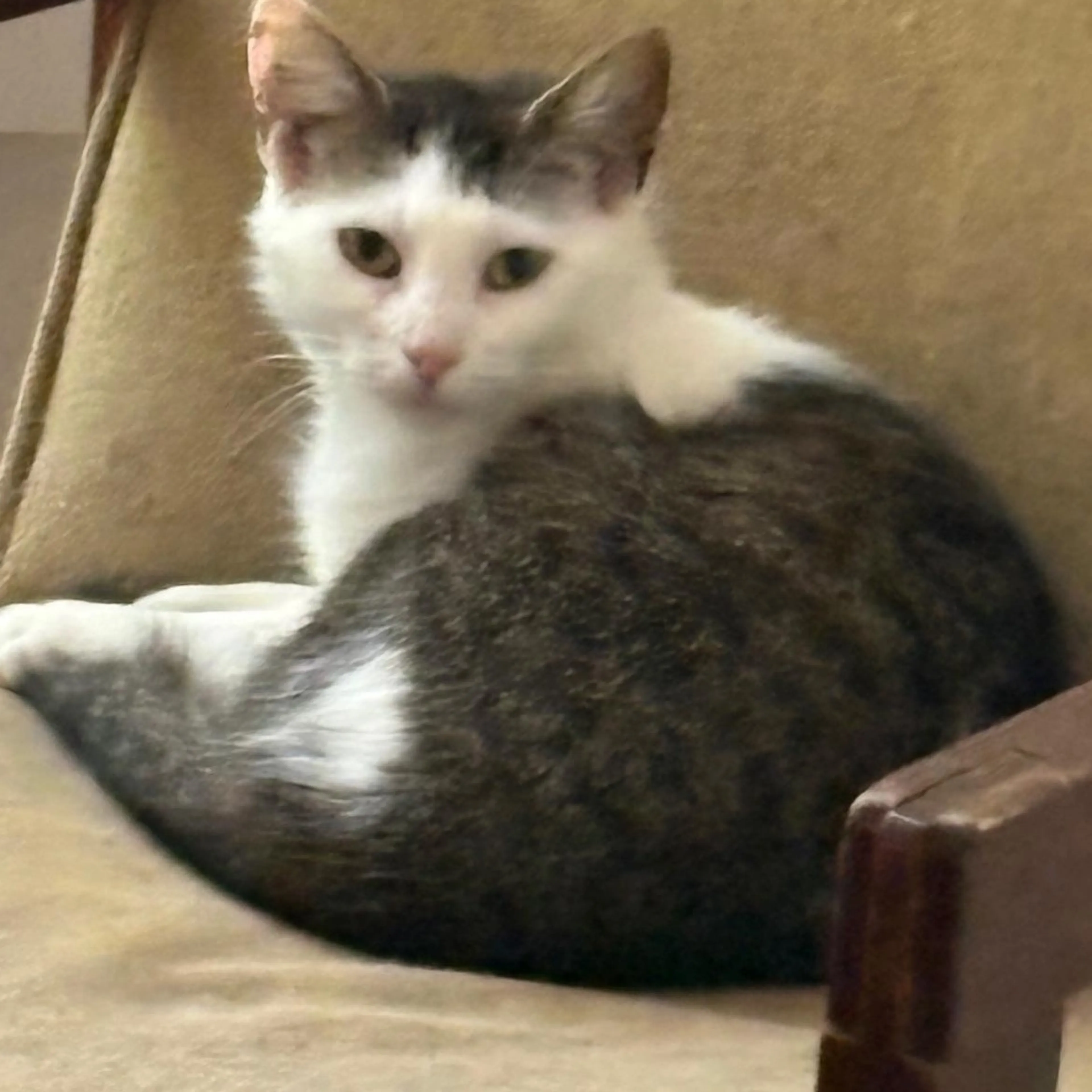 Found pet-2
