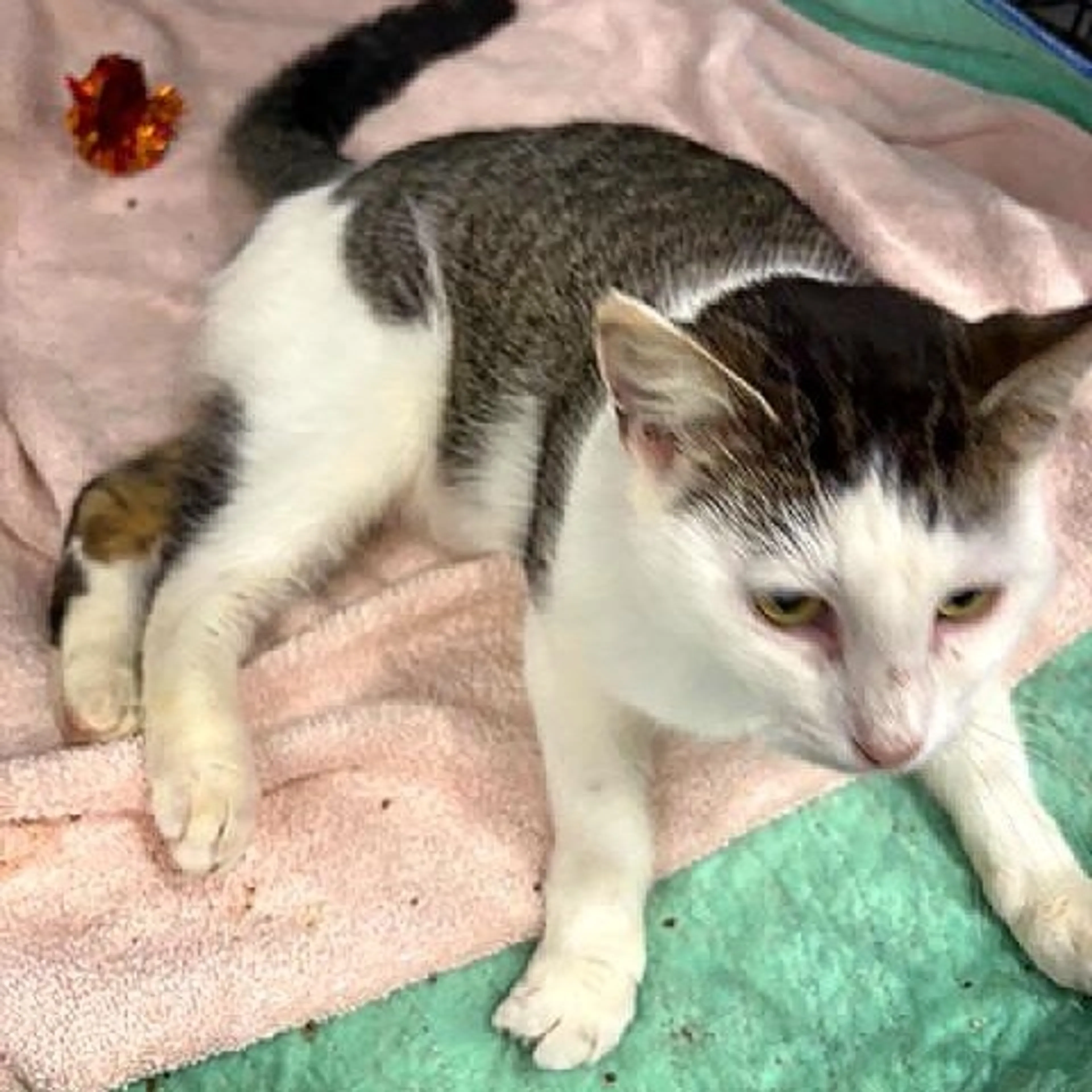 Found pet-1