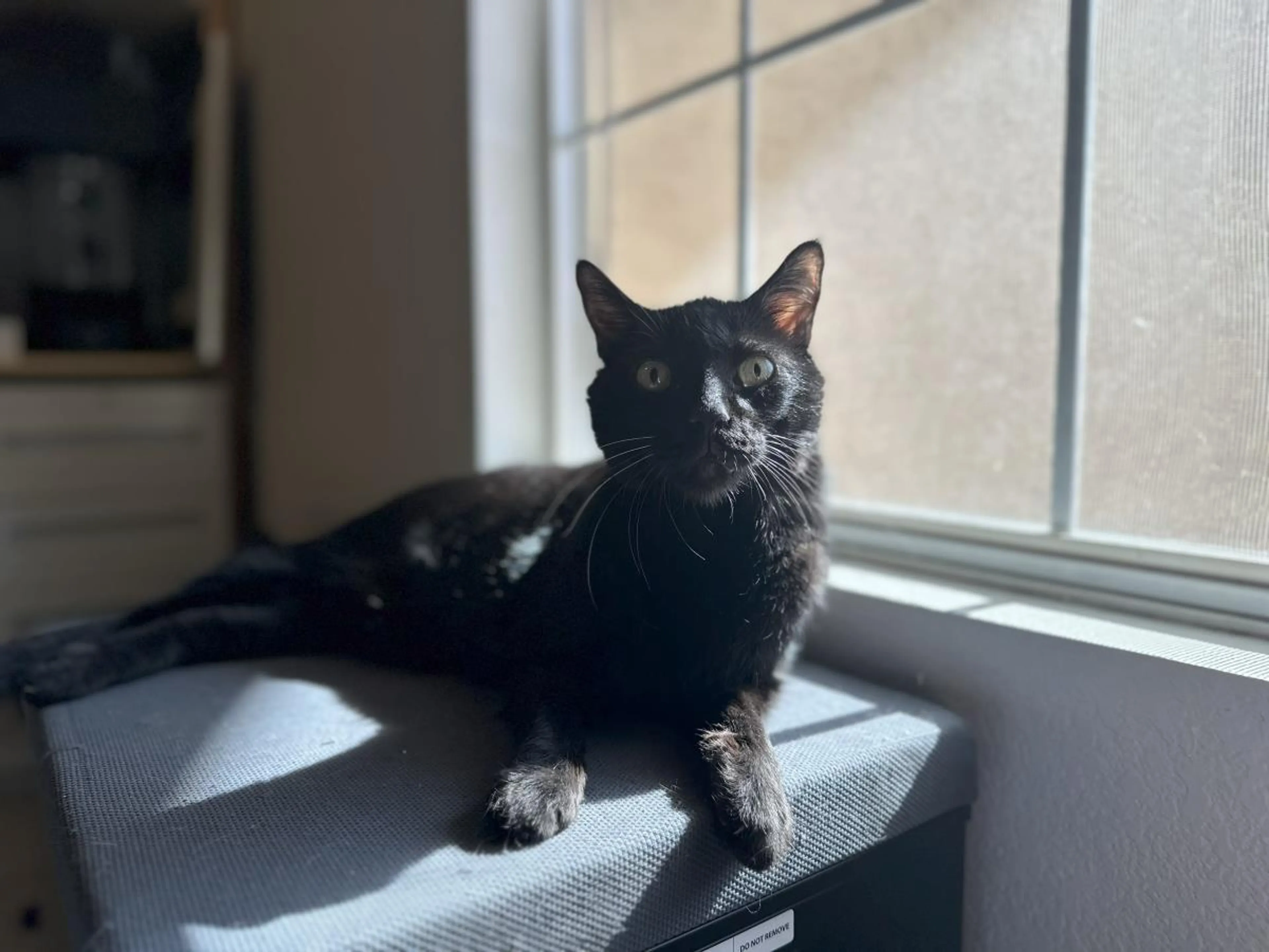 Found pet-0