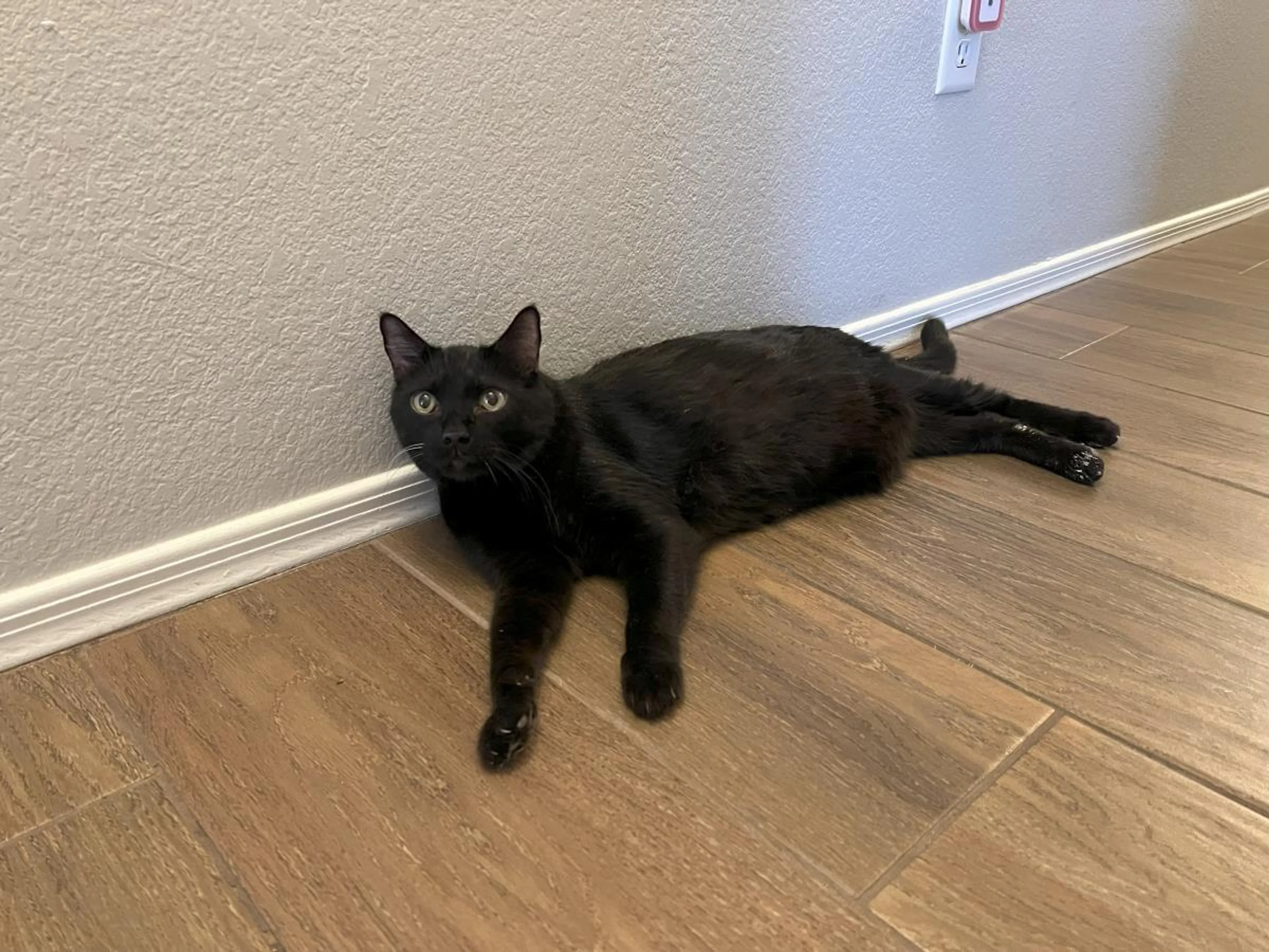 Found pet-1