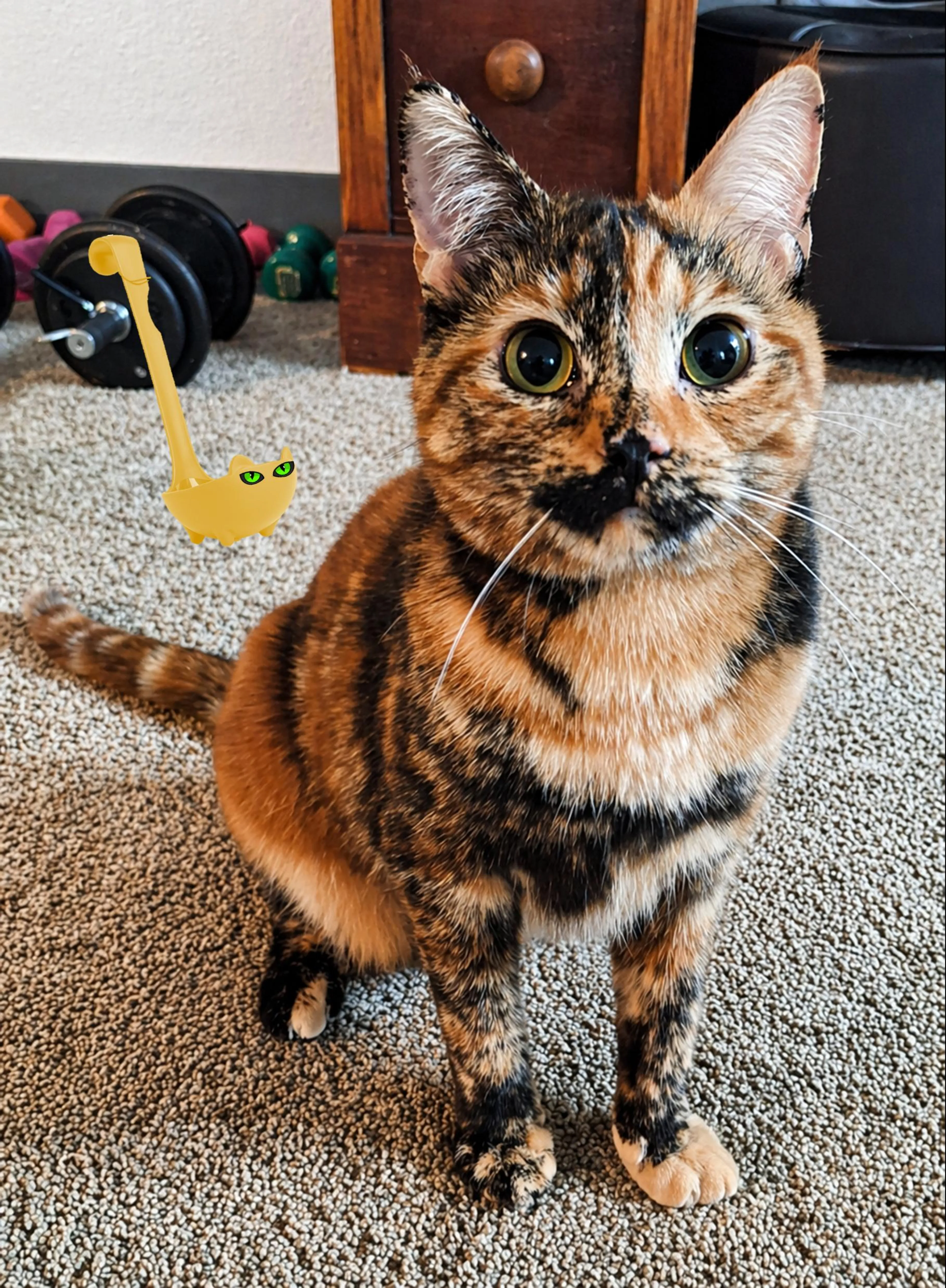 Found pet-2