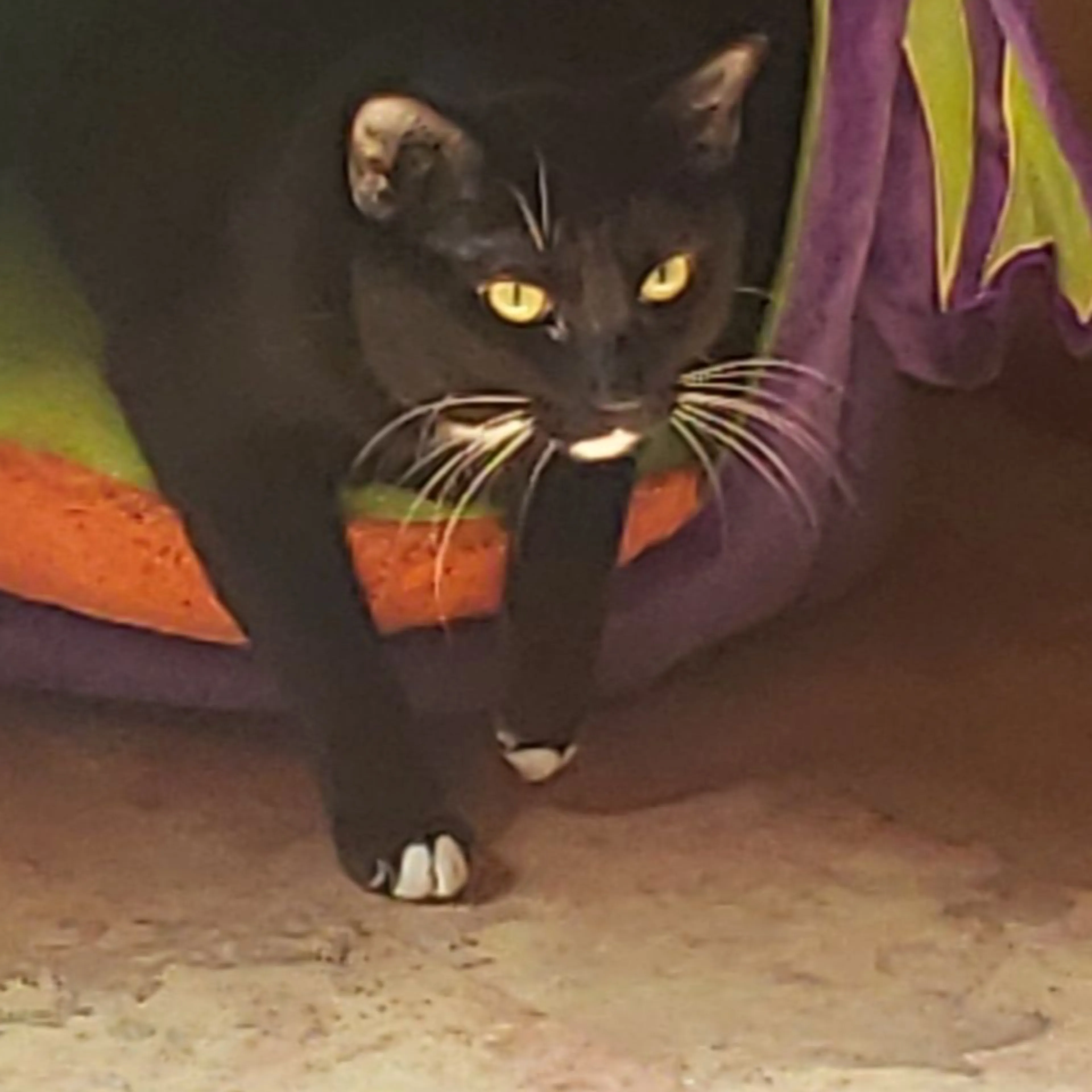 Lost pet-3