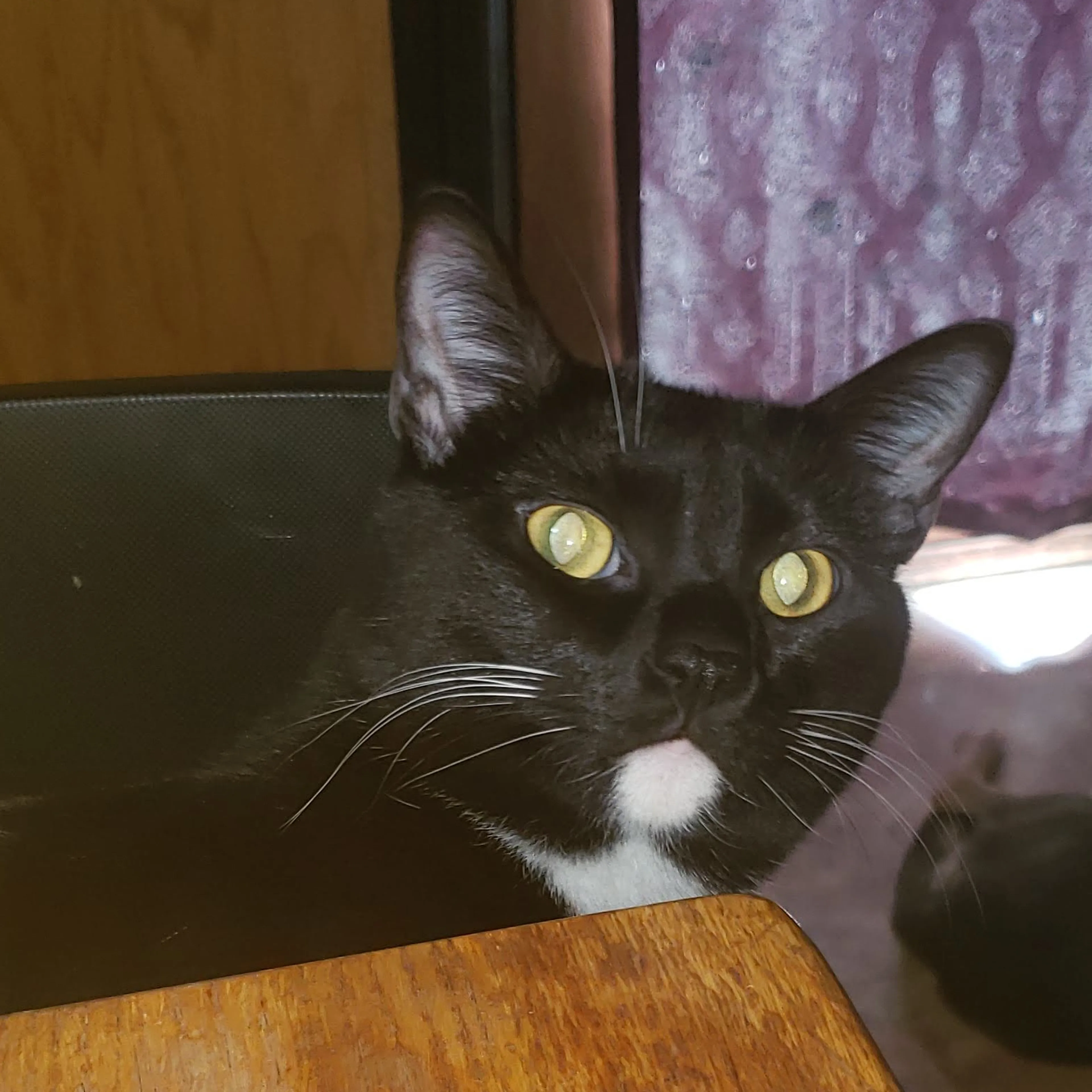 Lost pet-2