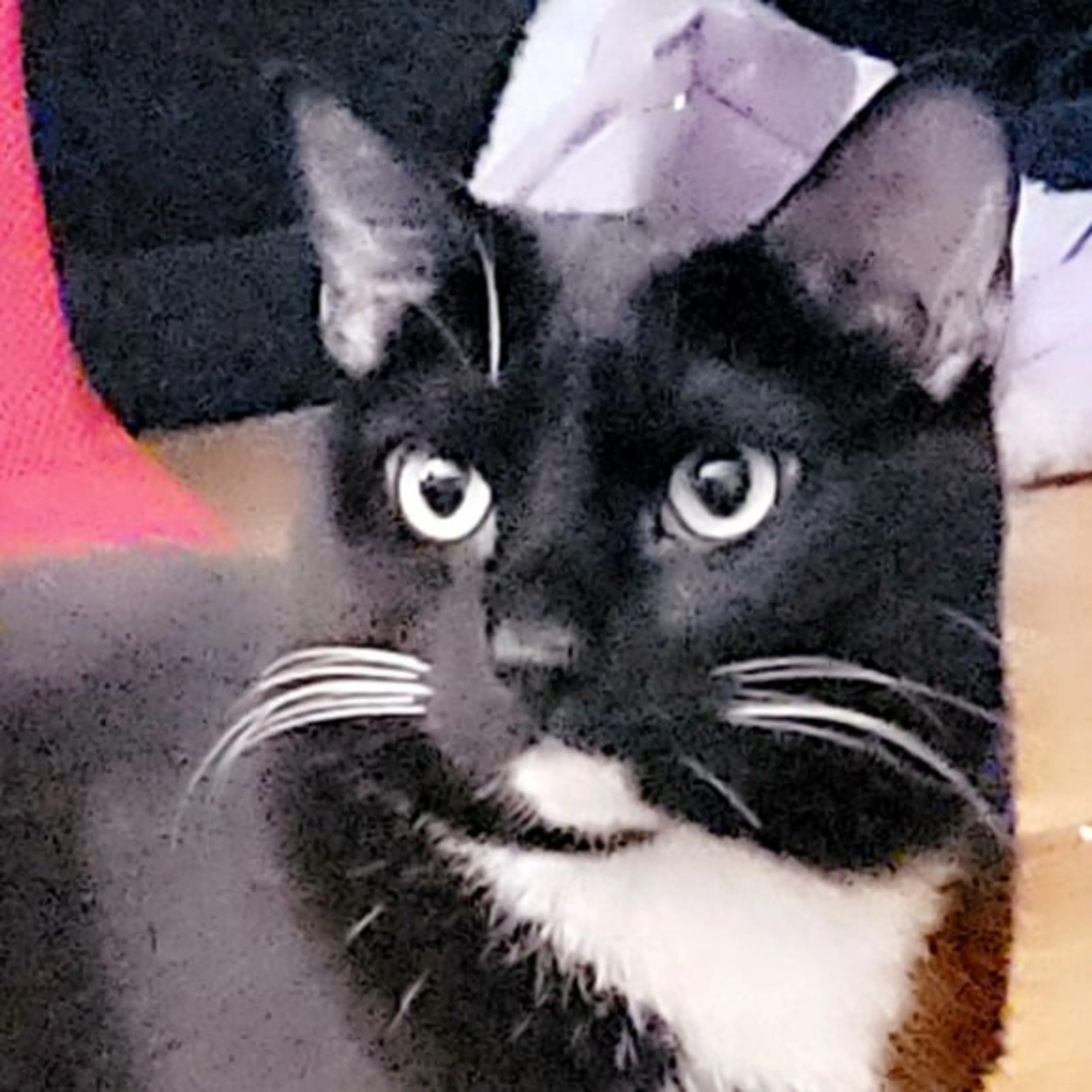 Lost pet-0