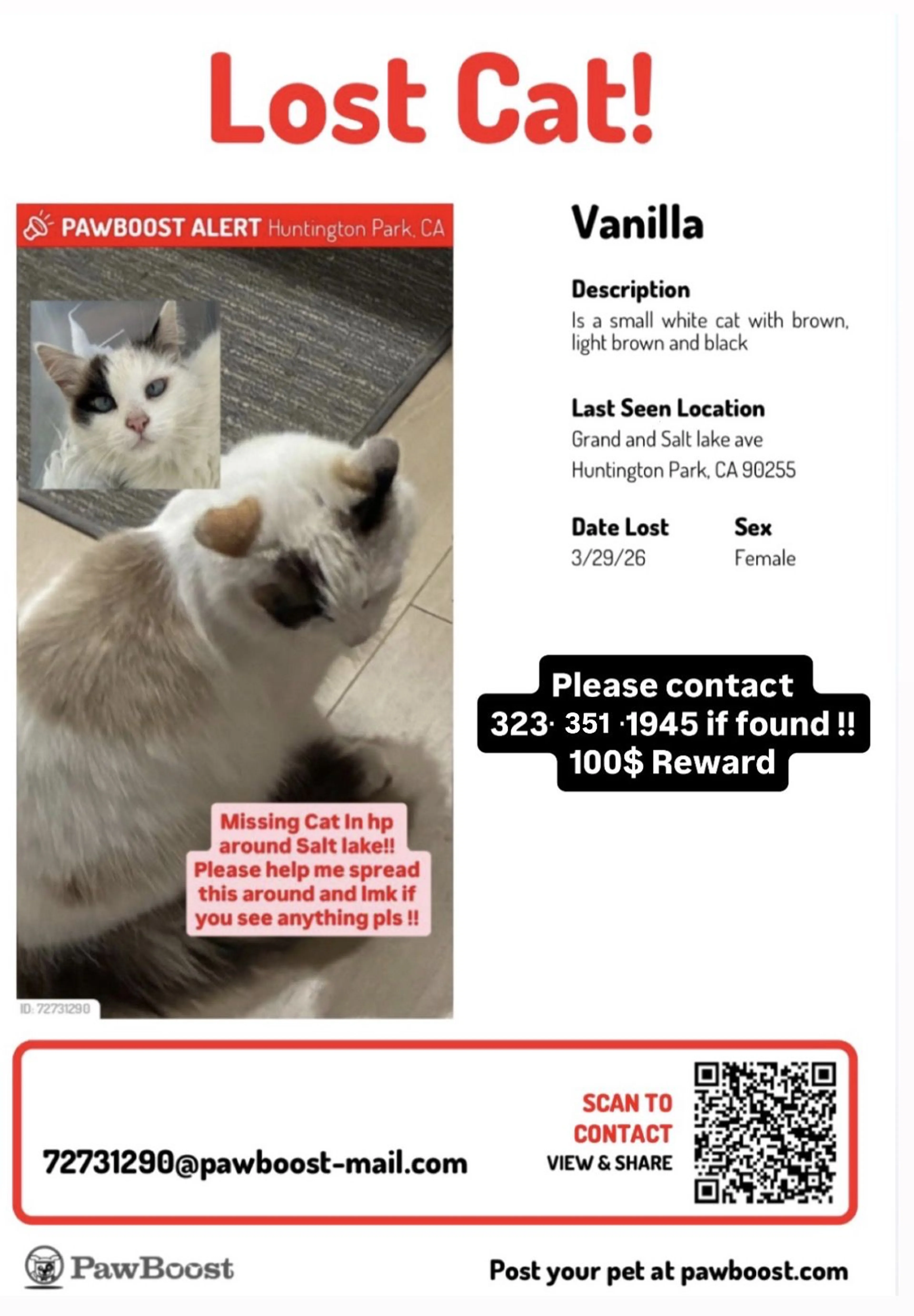 Lost pet