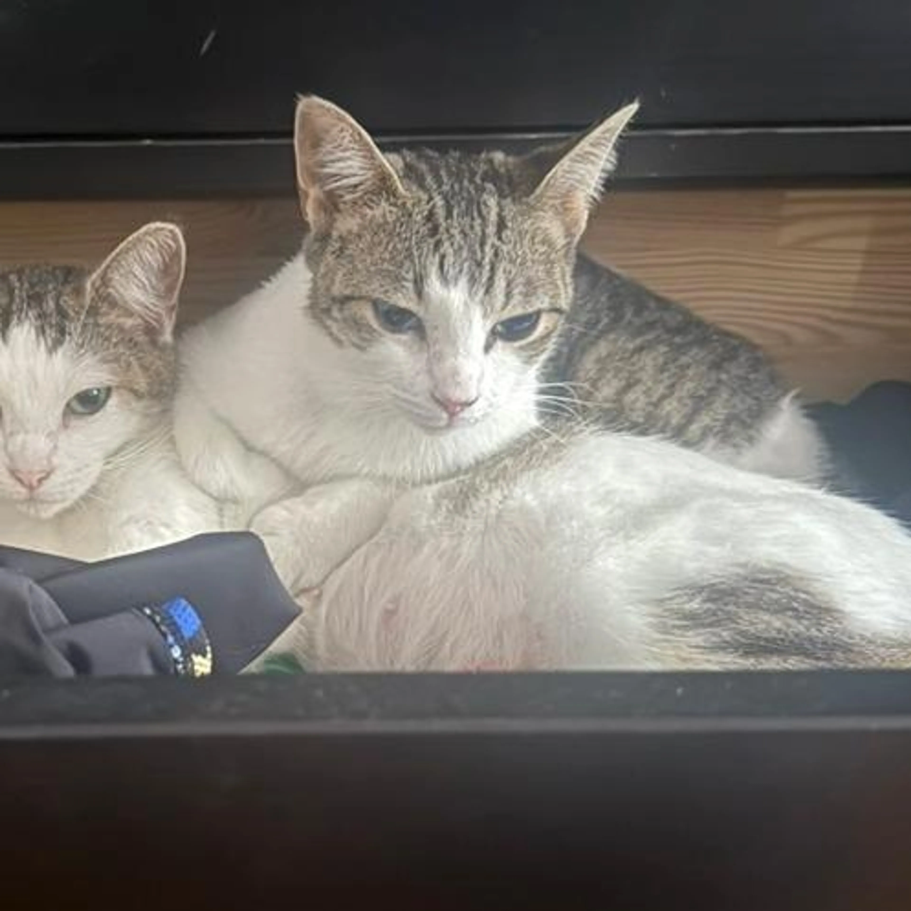 Found pet-3