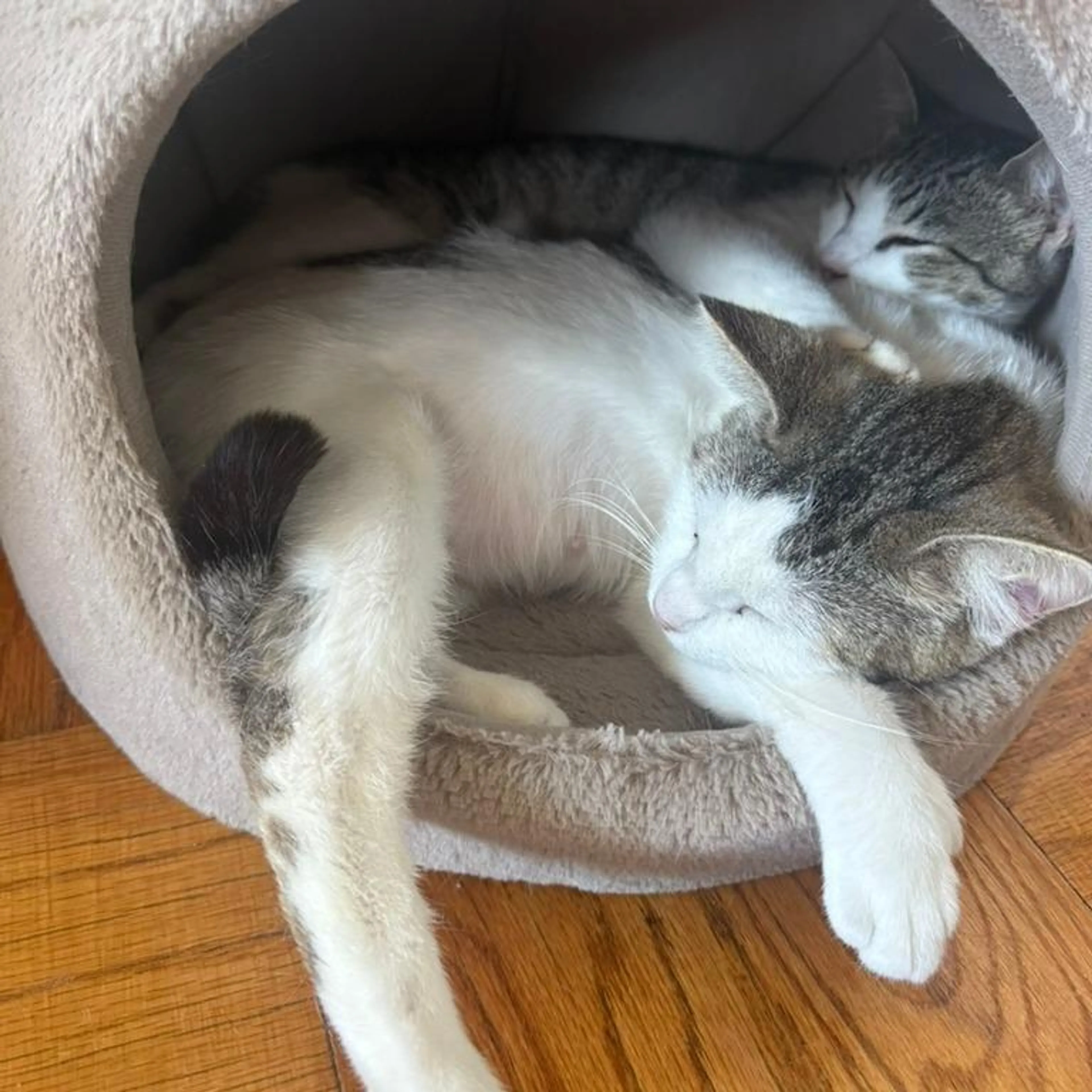 Found pet-2