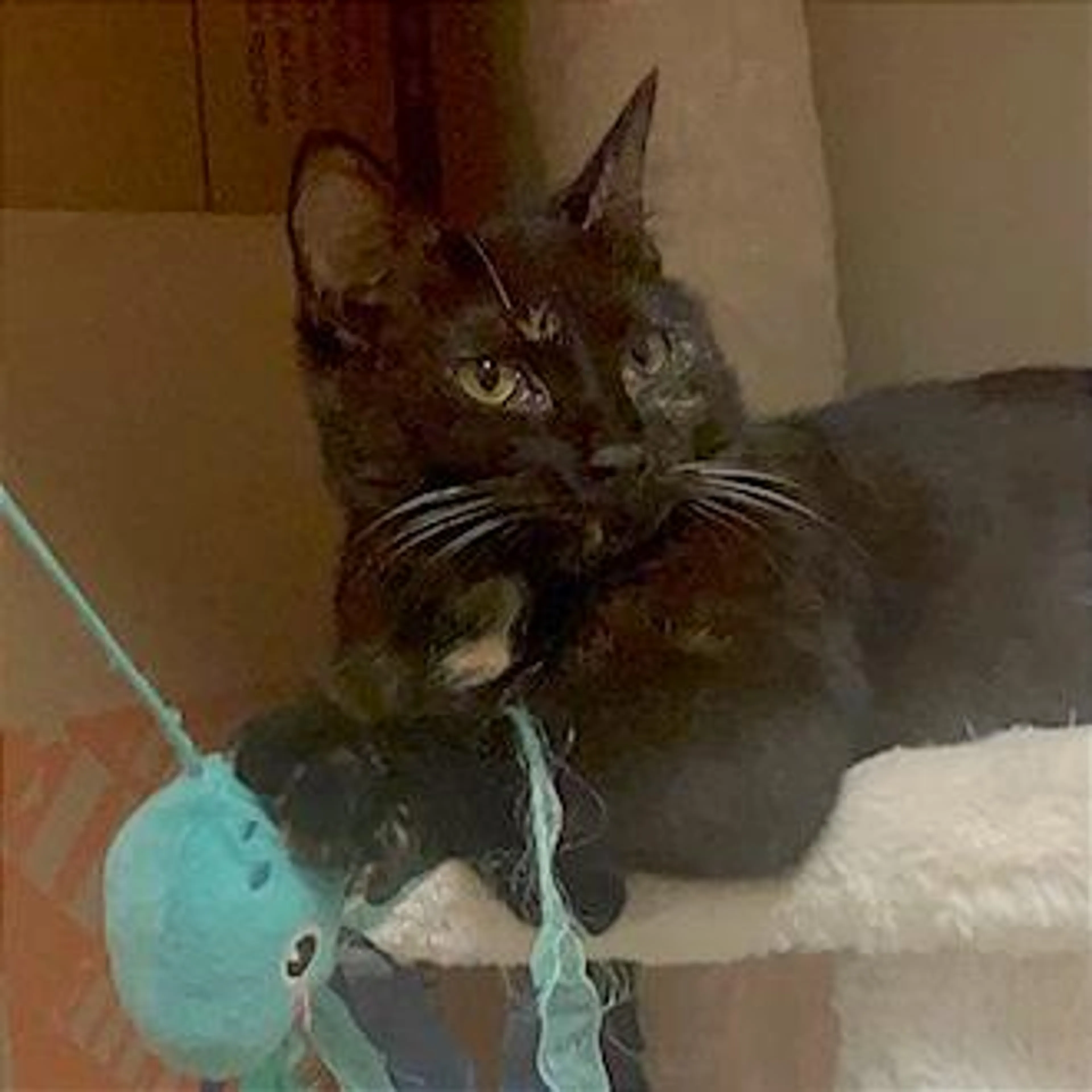 Found pet-2