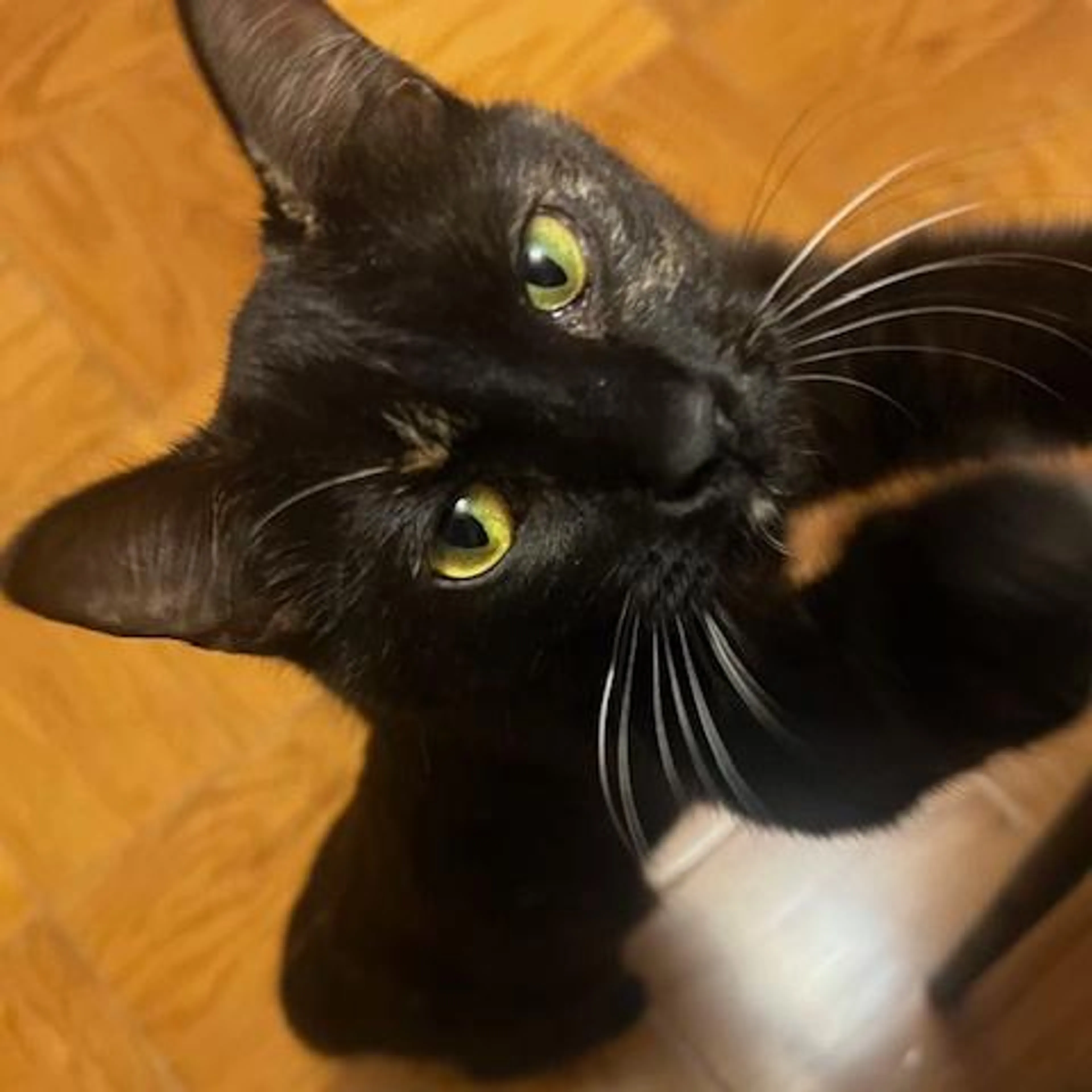 Found pet-0