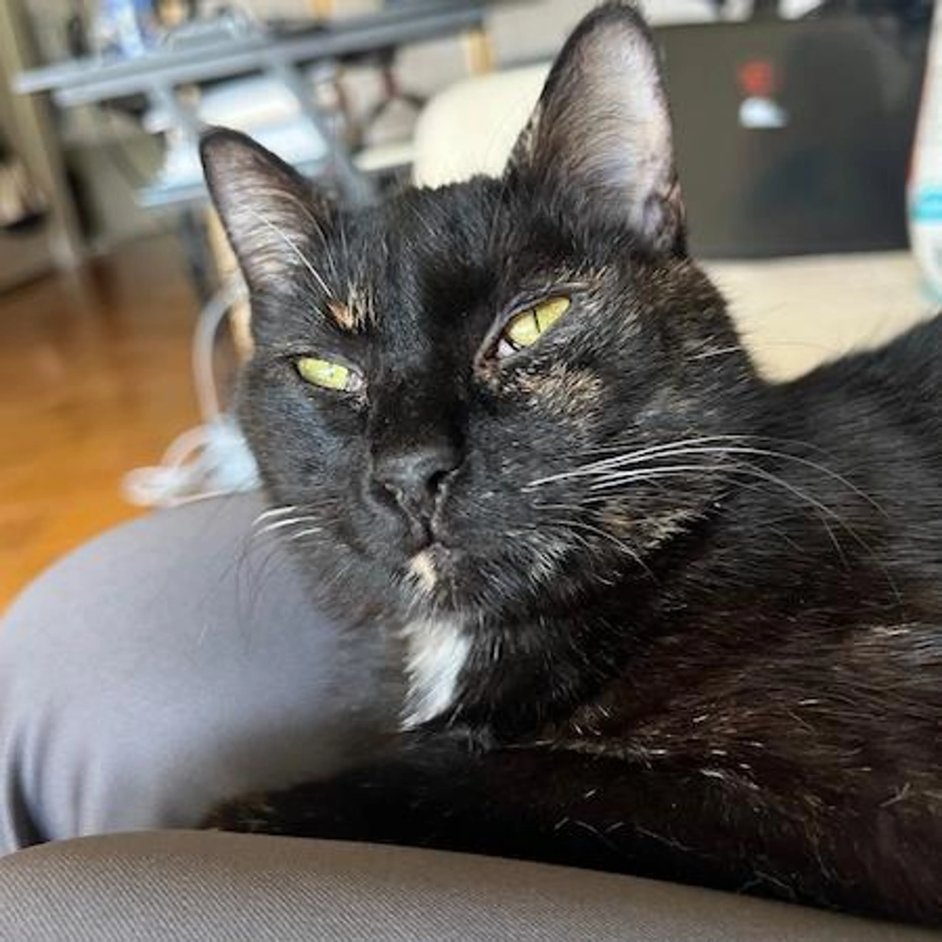 Found pet-1