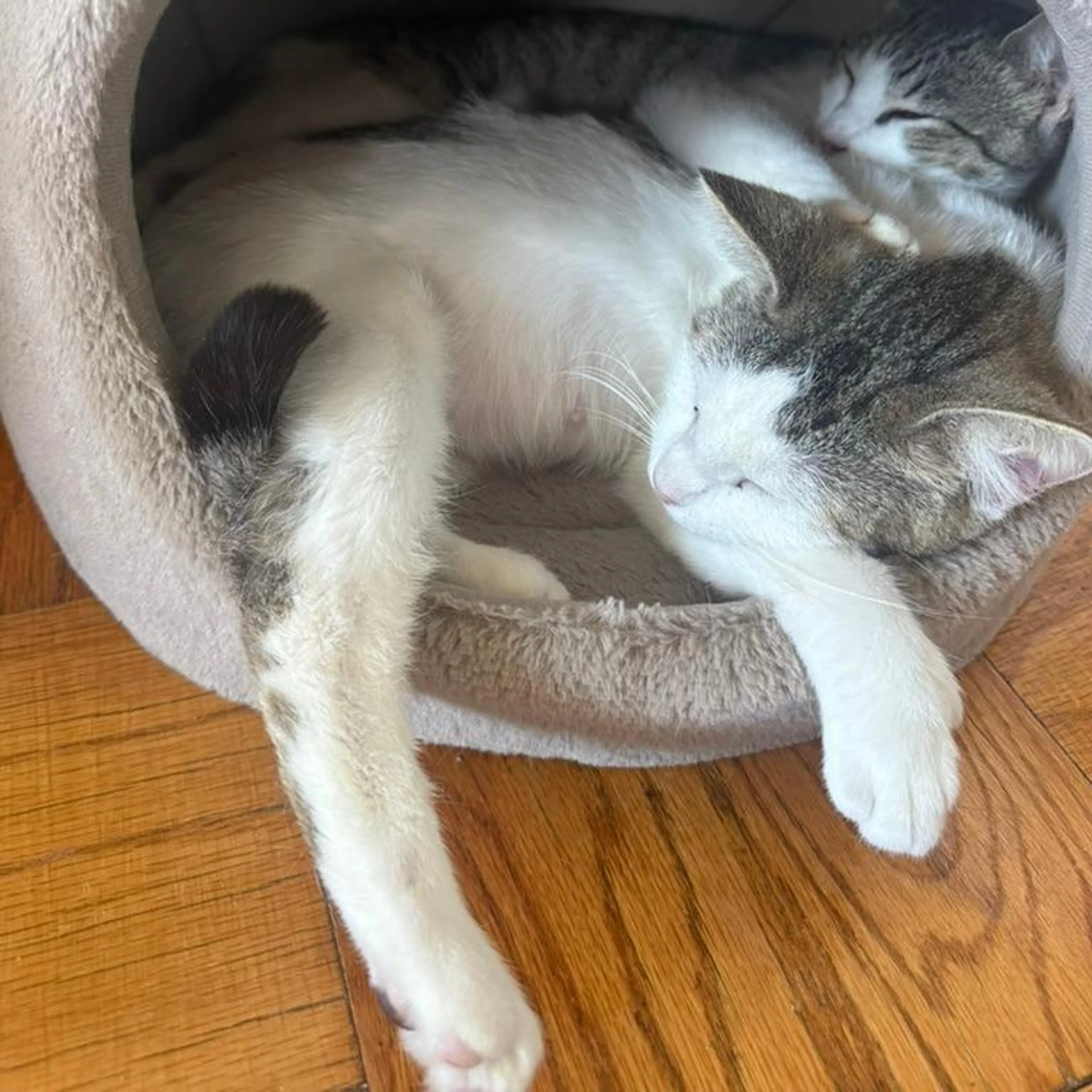 Found pet-3