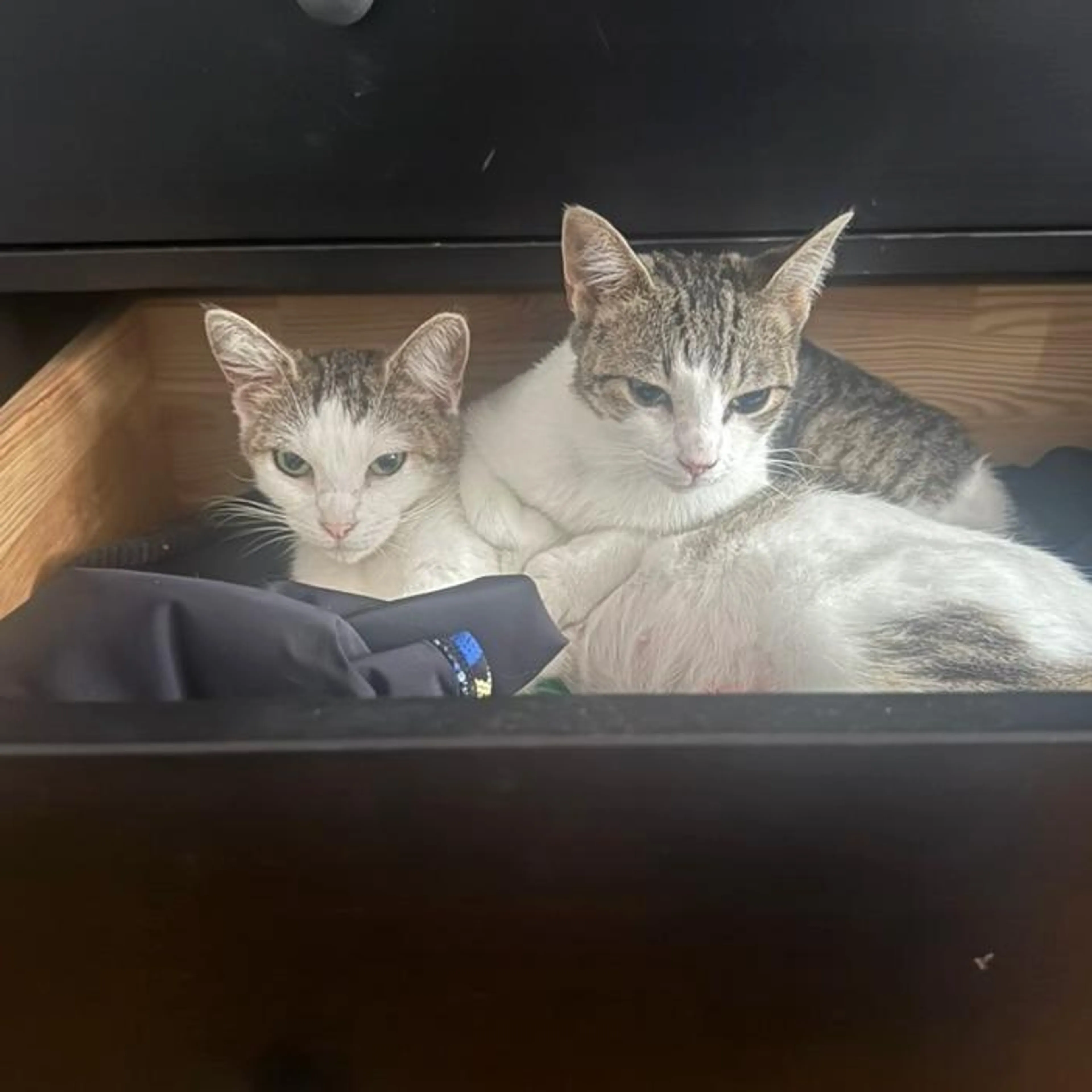 Found pet-2
